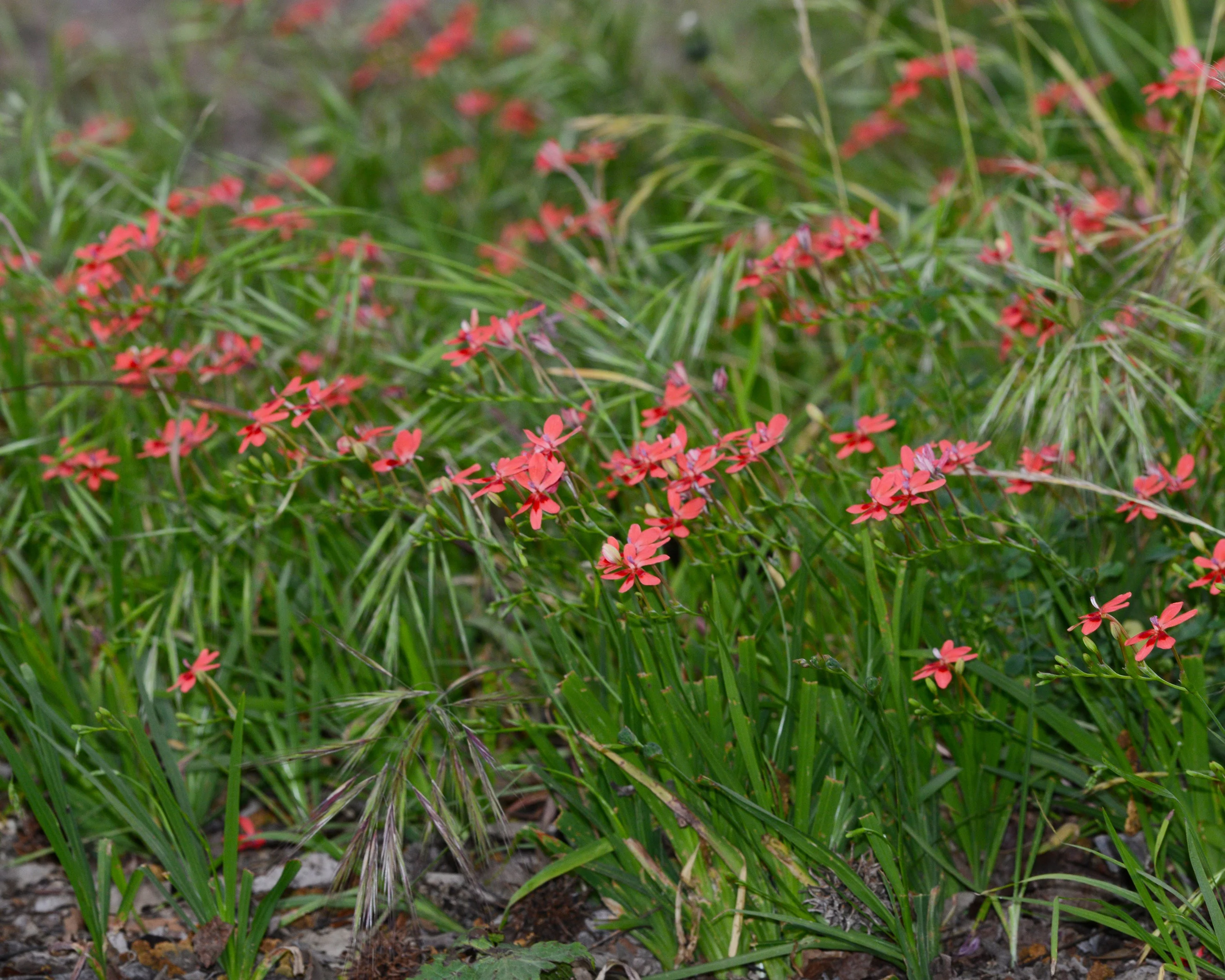 Anomatheca laxa - Image 2