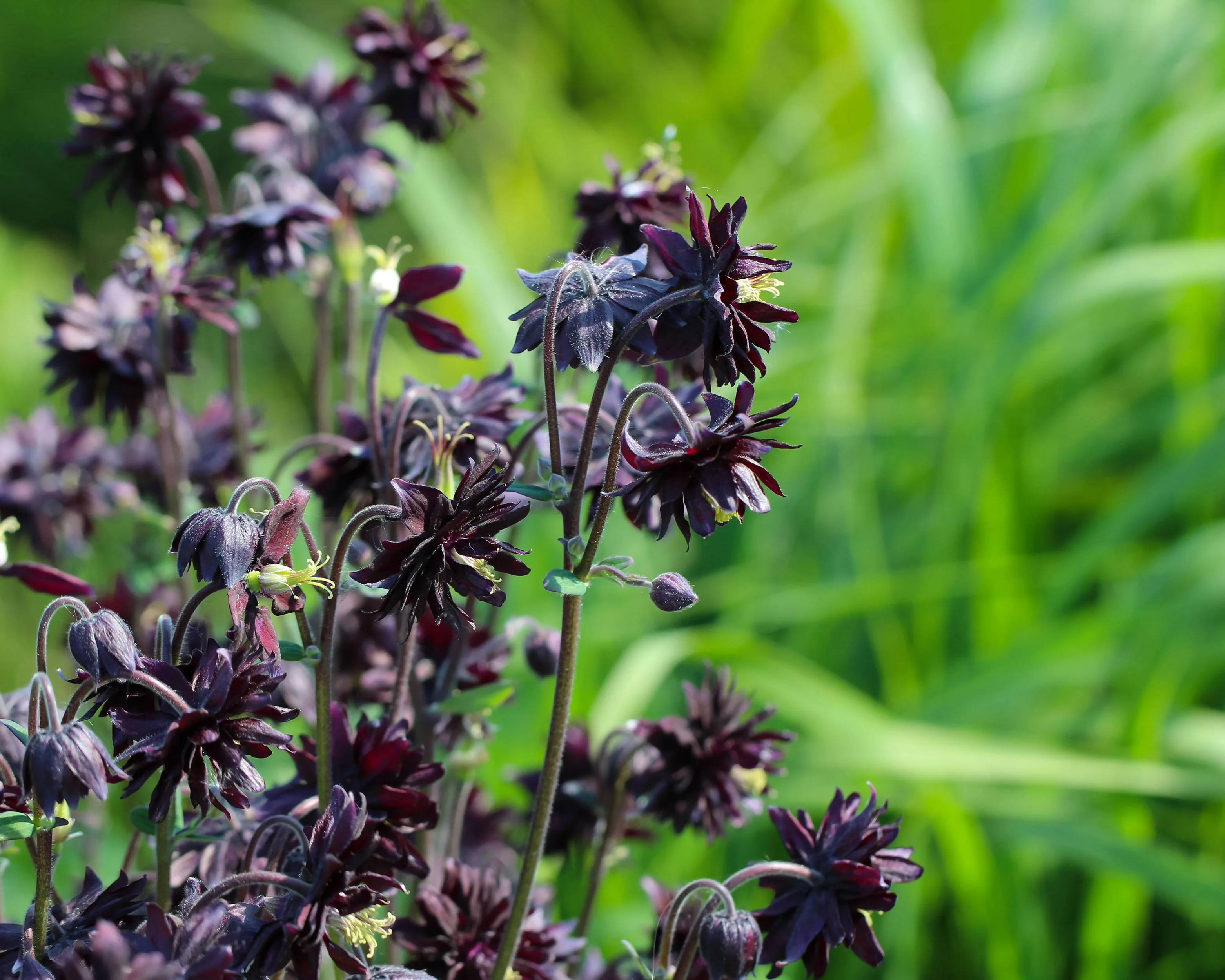 Aquilegia 'Black Barlow' - Image 5
