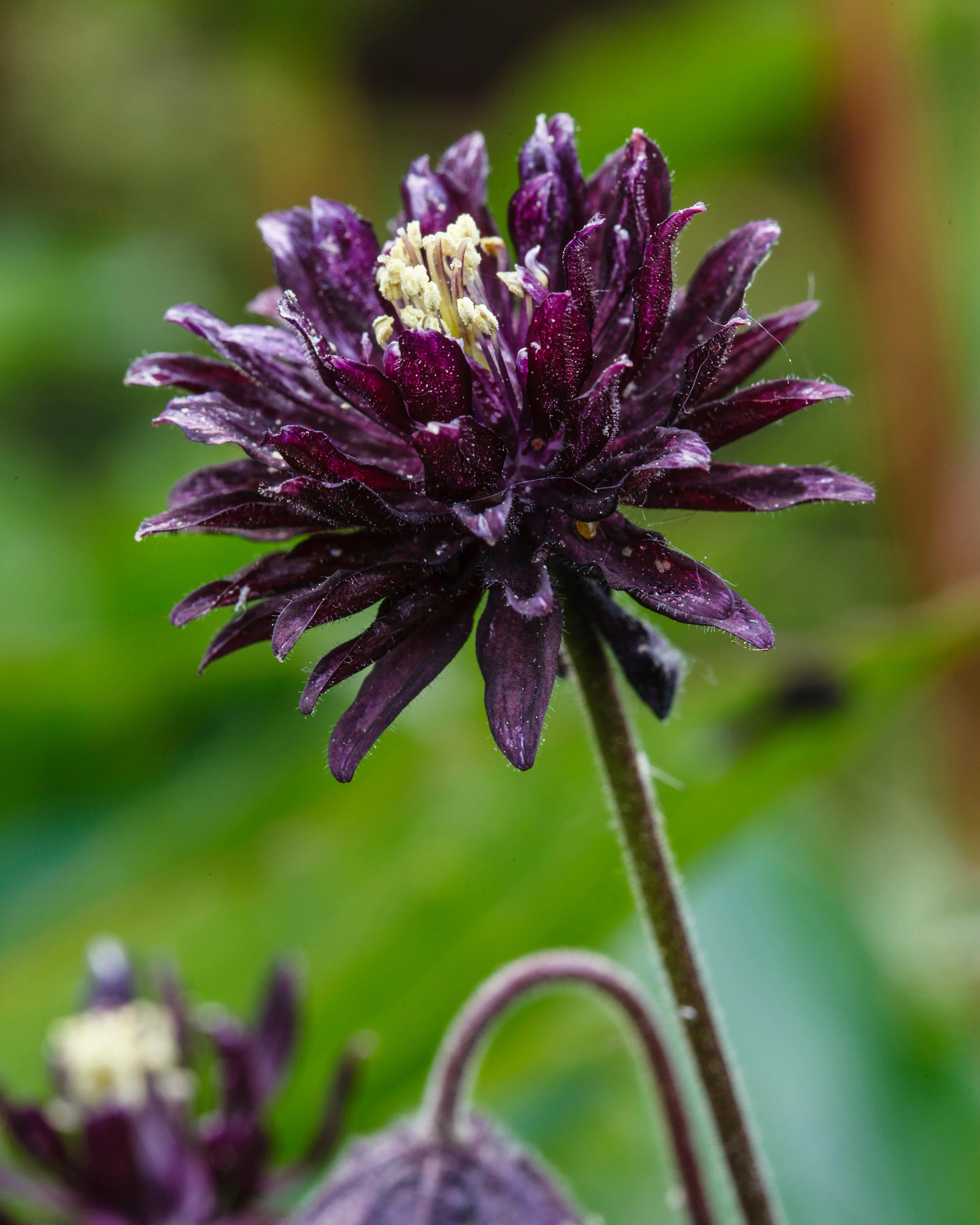 Aquilegia 'Black Barlow' - Image 6