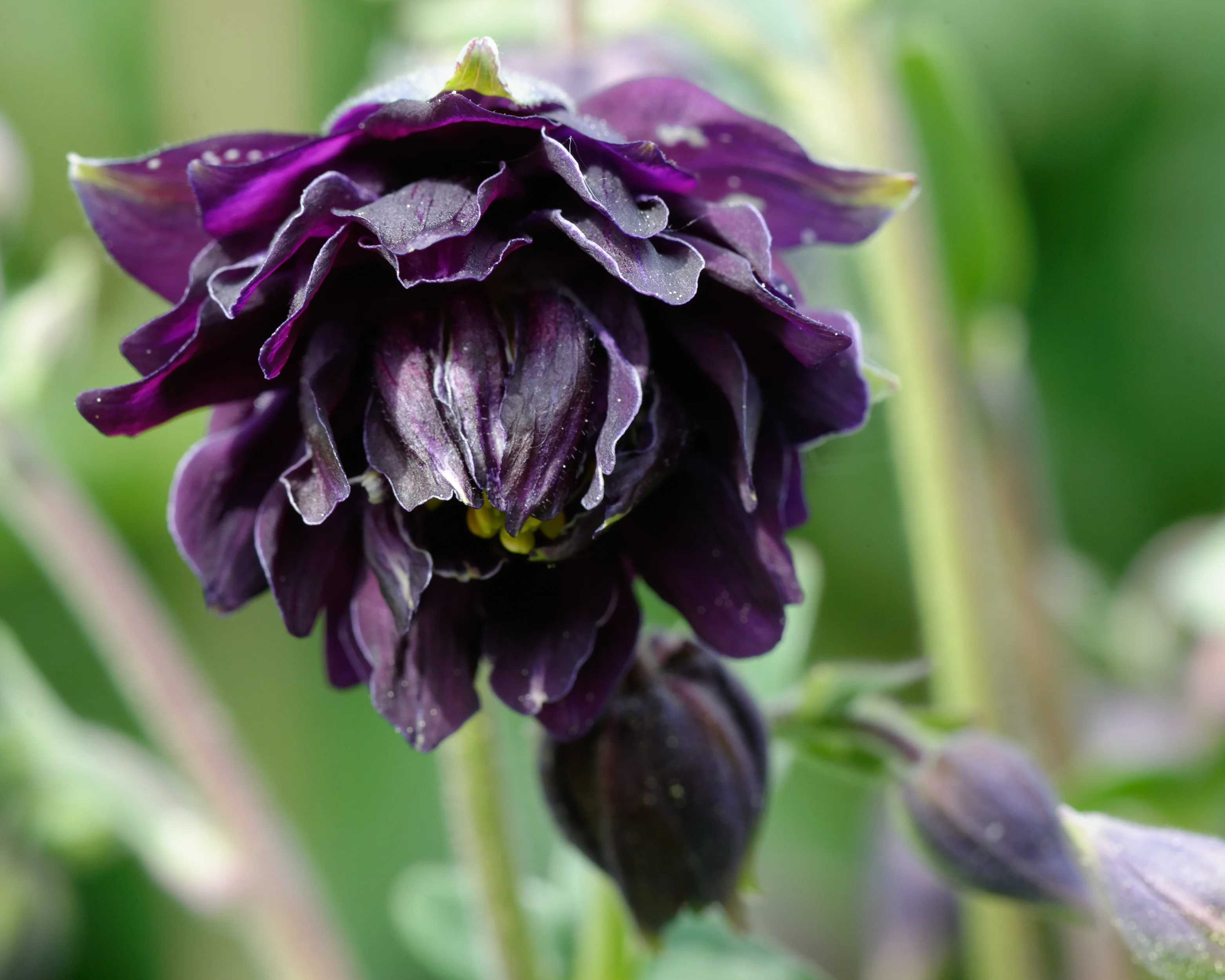 Aquilegia 'Black Barlow' - Image 7