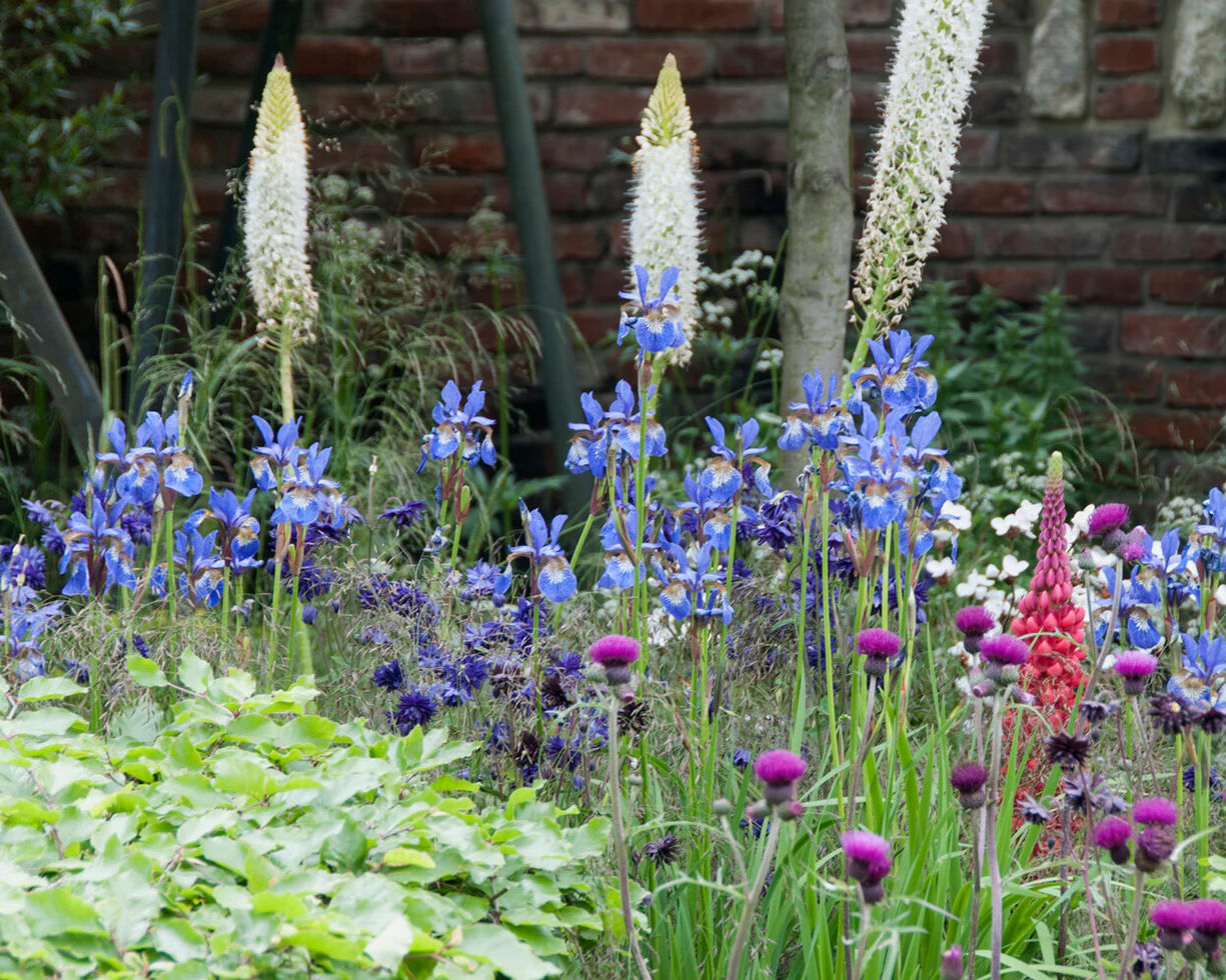 Aquilegia 'Blue Barlow' - Image 10