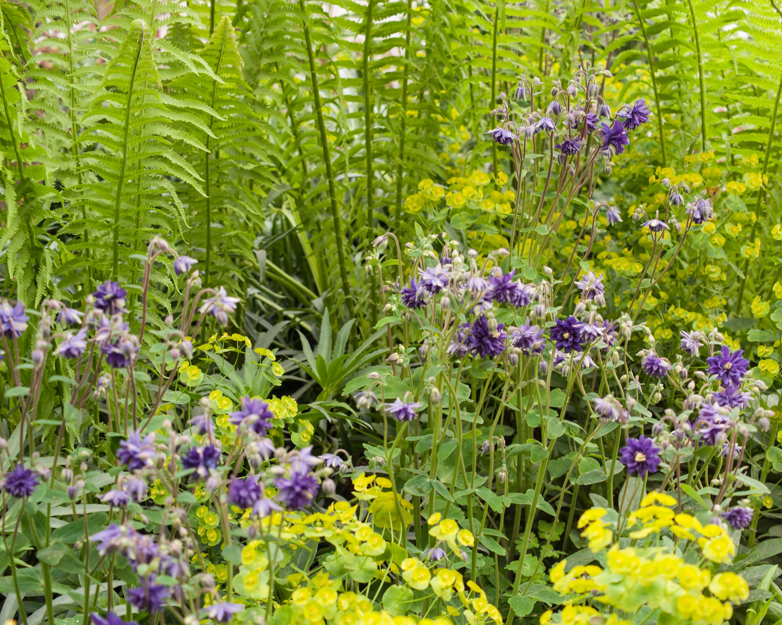 Aquilegia 'Blue Barlow' - Image 4