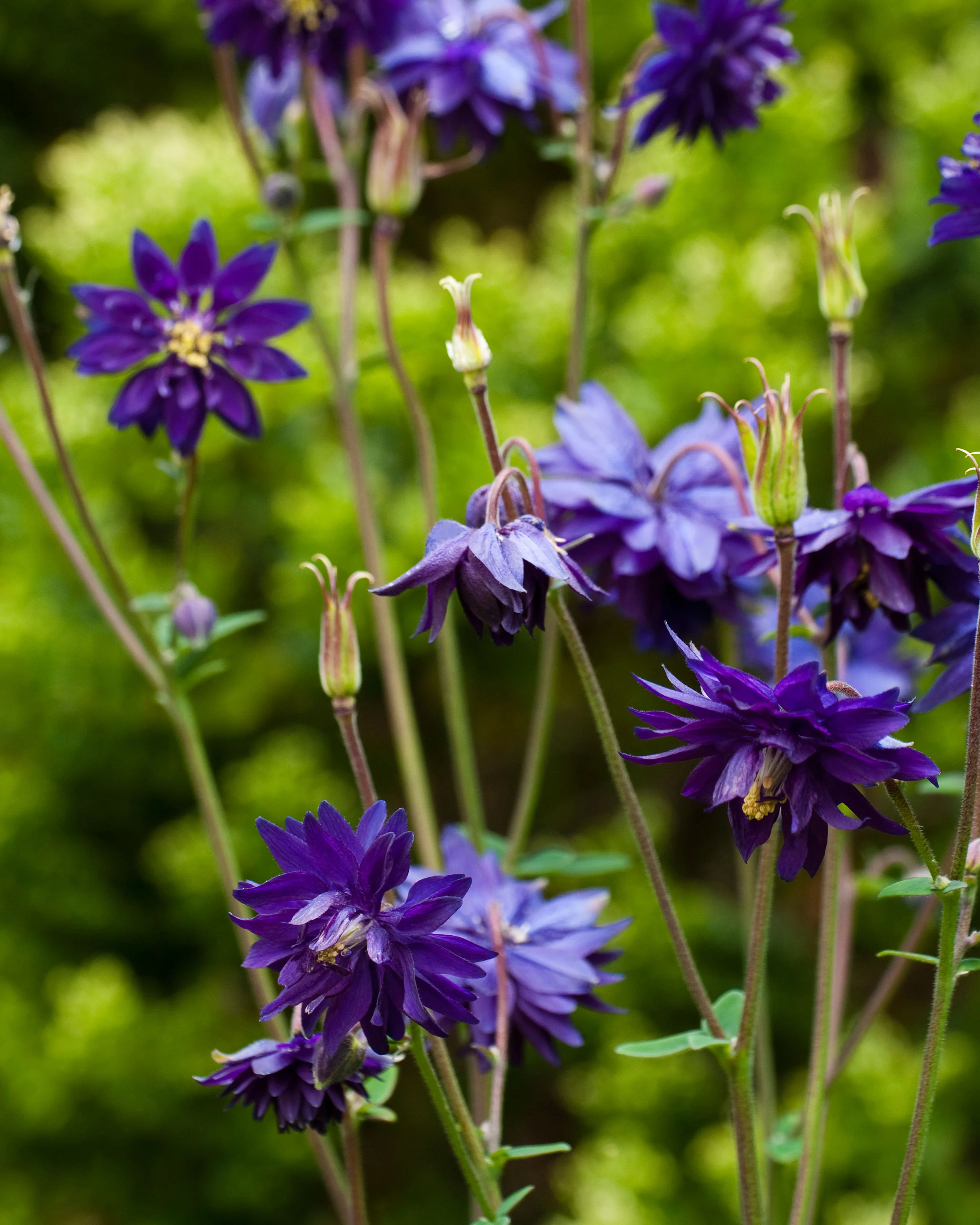 Aquilegia 'Blue Barlow' - Image 6