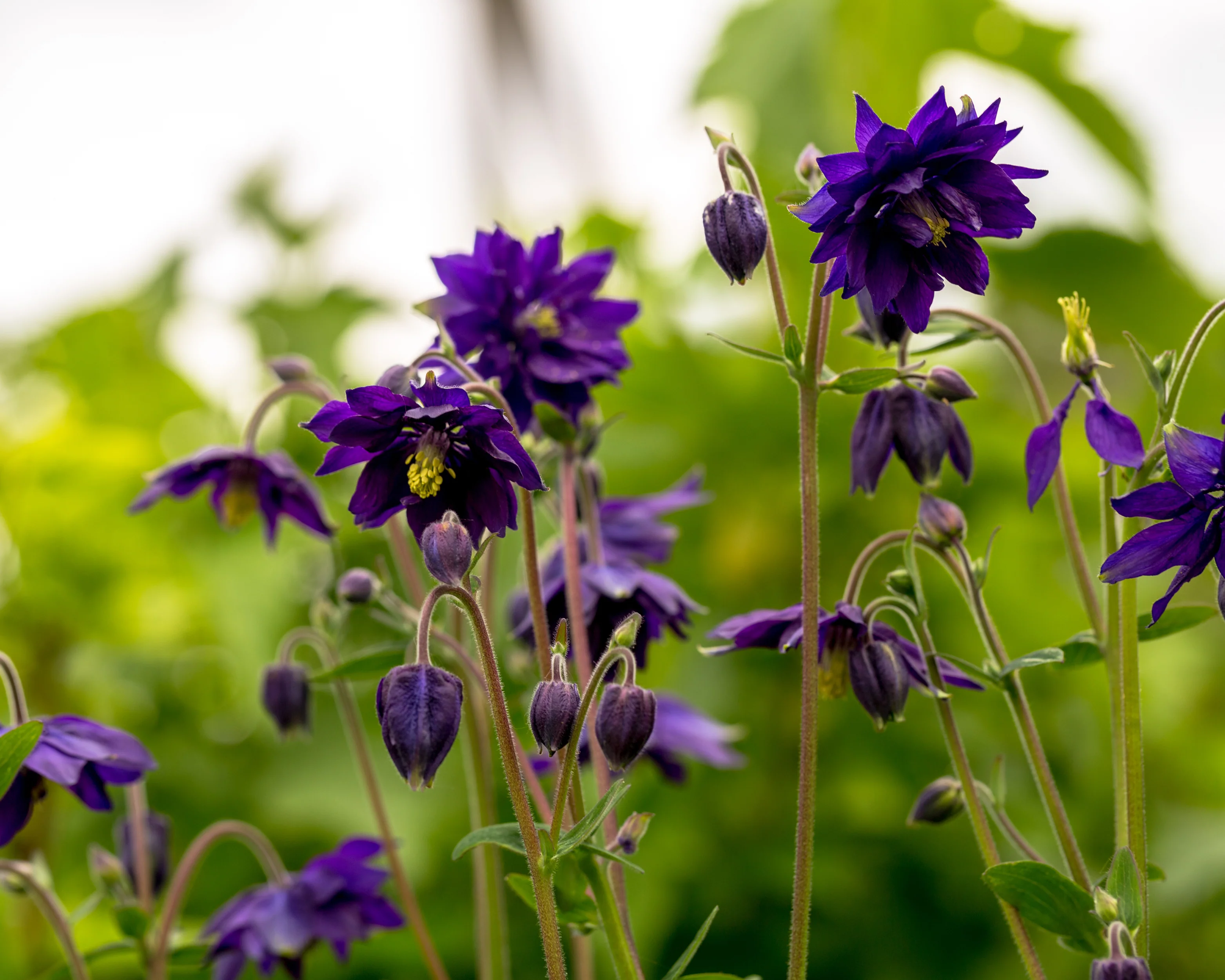 Aquilegia 'Blue Barlow' - Image 8