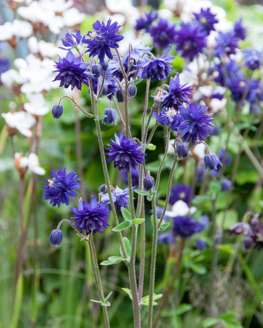 Aquilegia 'Blue Barlow' - Image 9