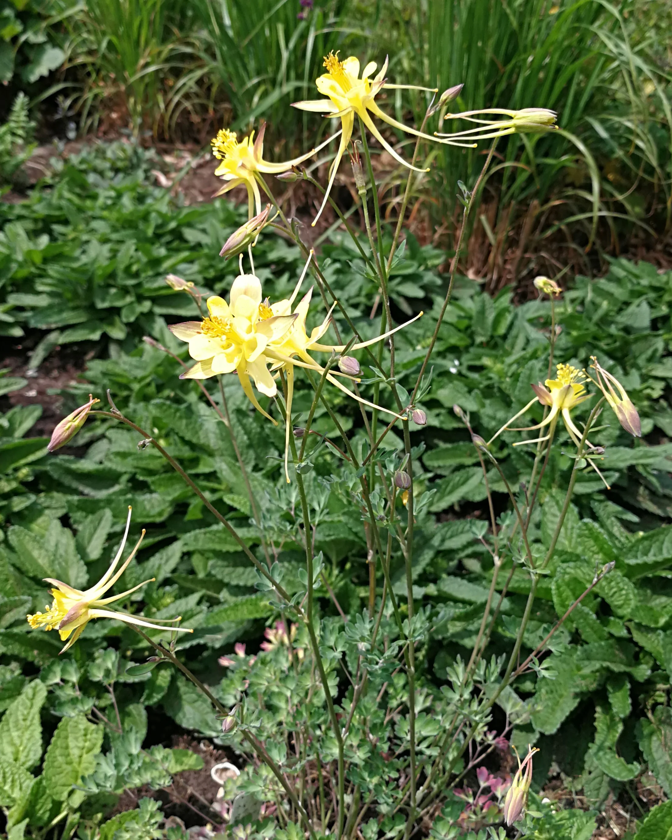 Aquilegia 'Chaplinei' - Image 3