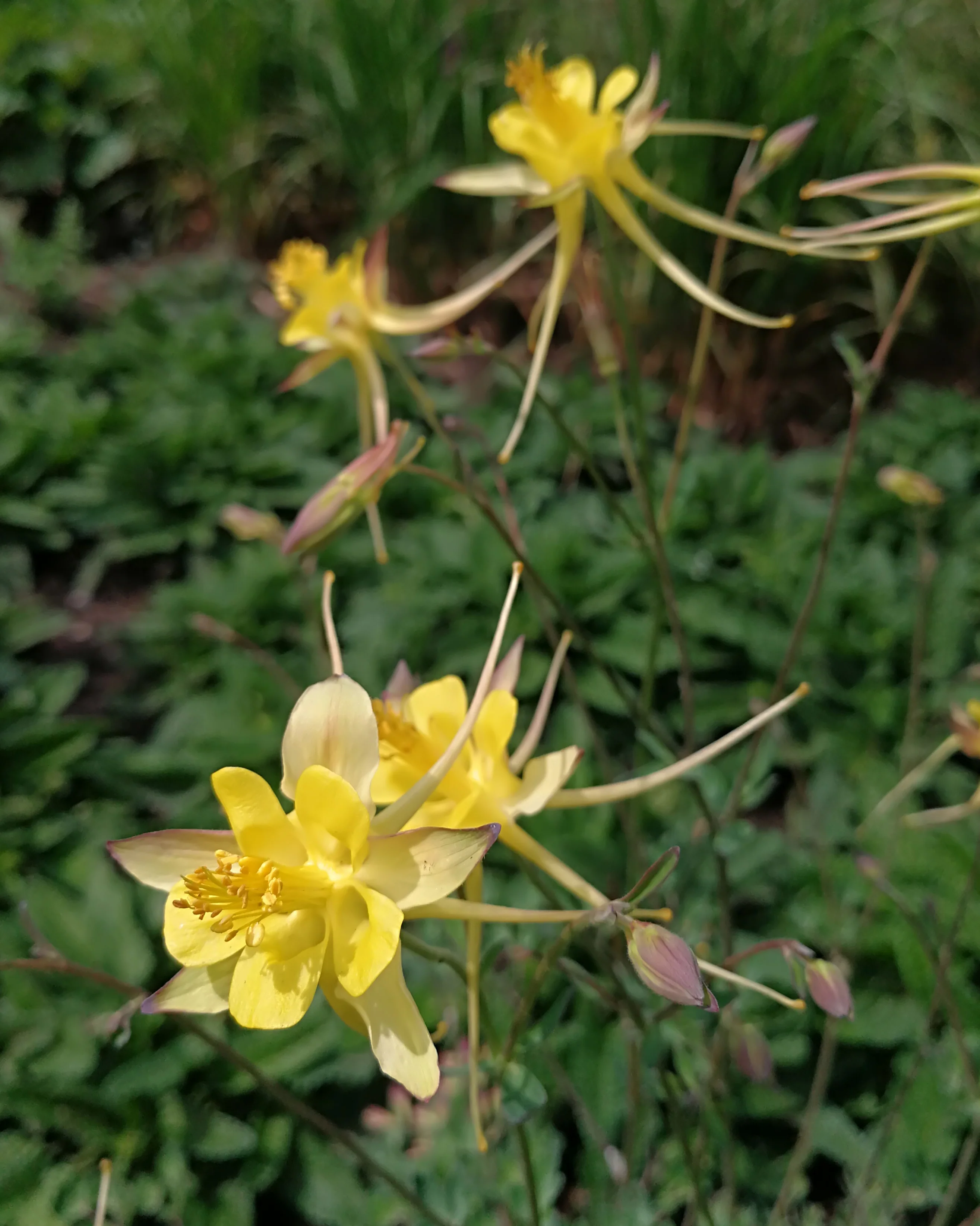 Aquilegia 'Chaplinei' - Image 5
