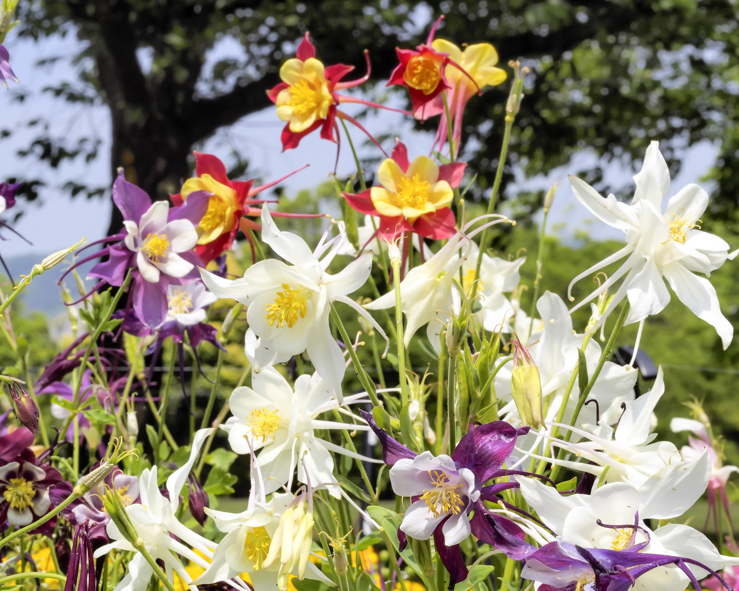 Aquilegia 'Columbine Mix' - Image 10