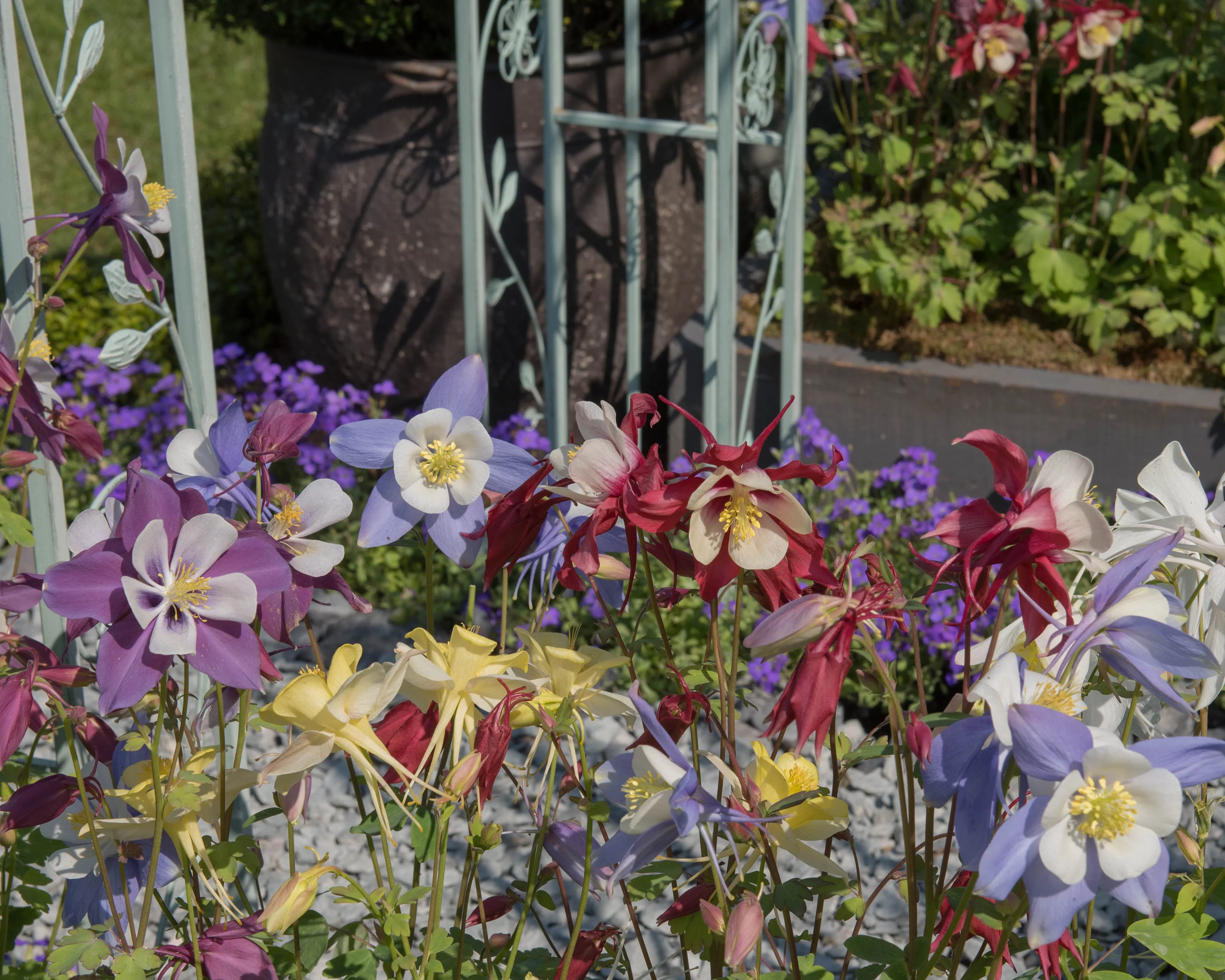 Aquilegia 'Columbine Mix' - Image 3