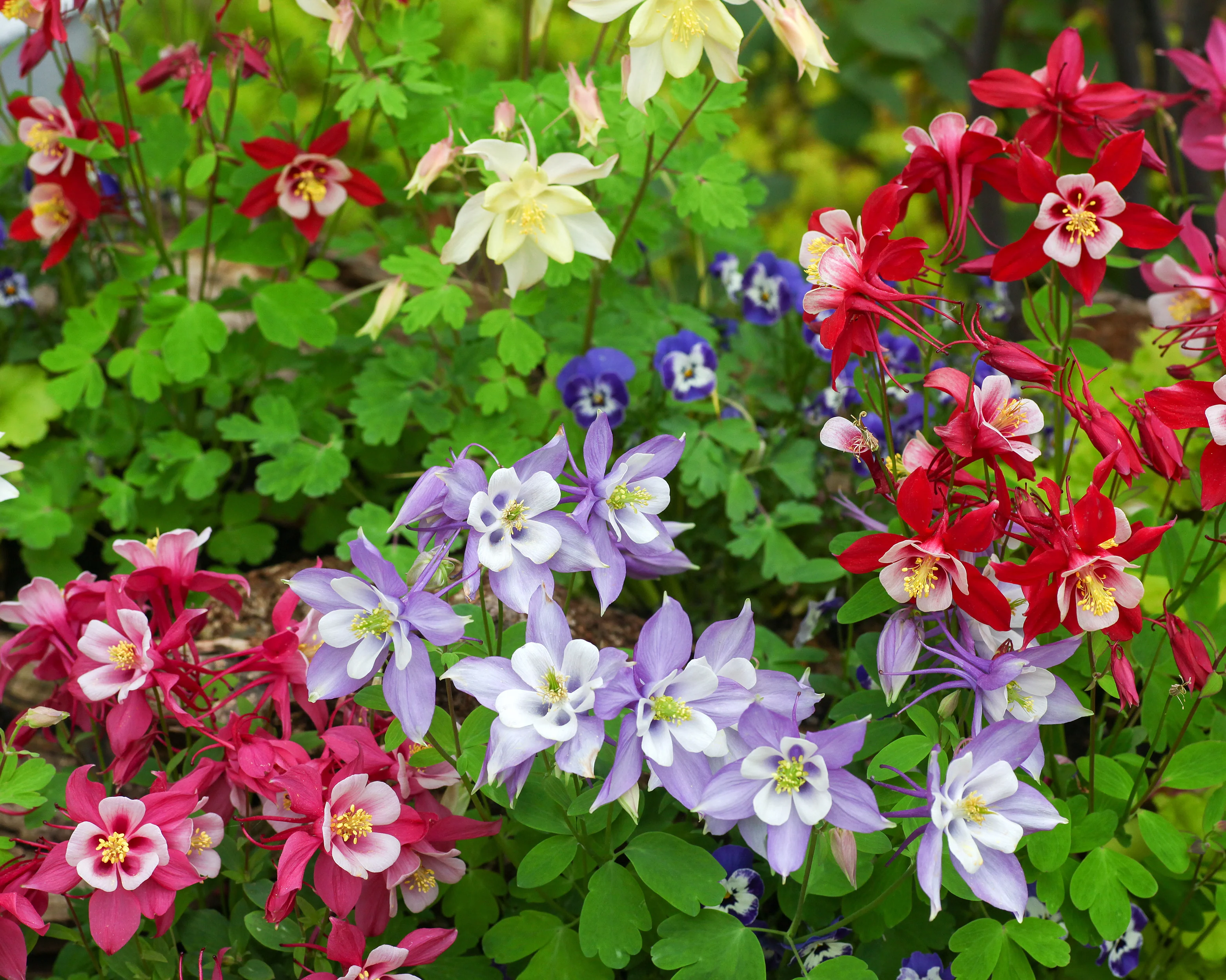 Aquilegia 'Columbine Mix' - Image 5