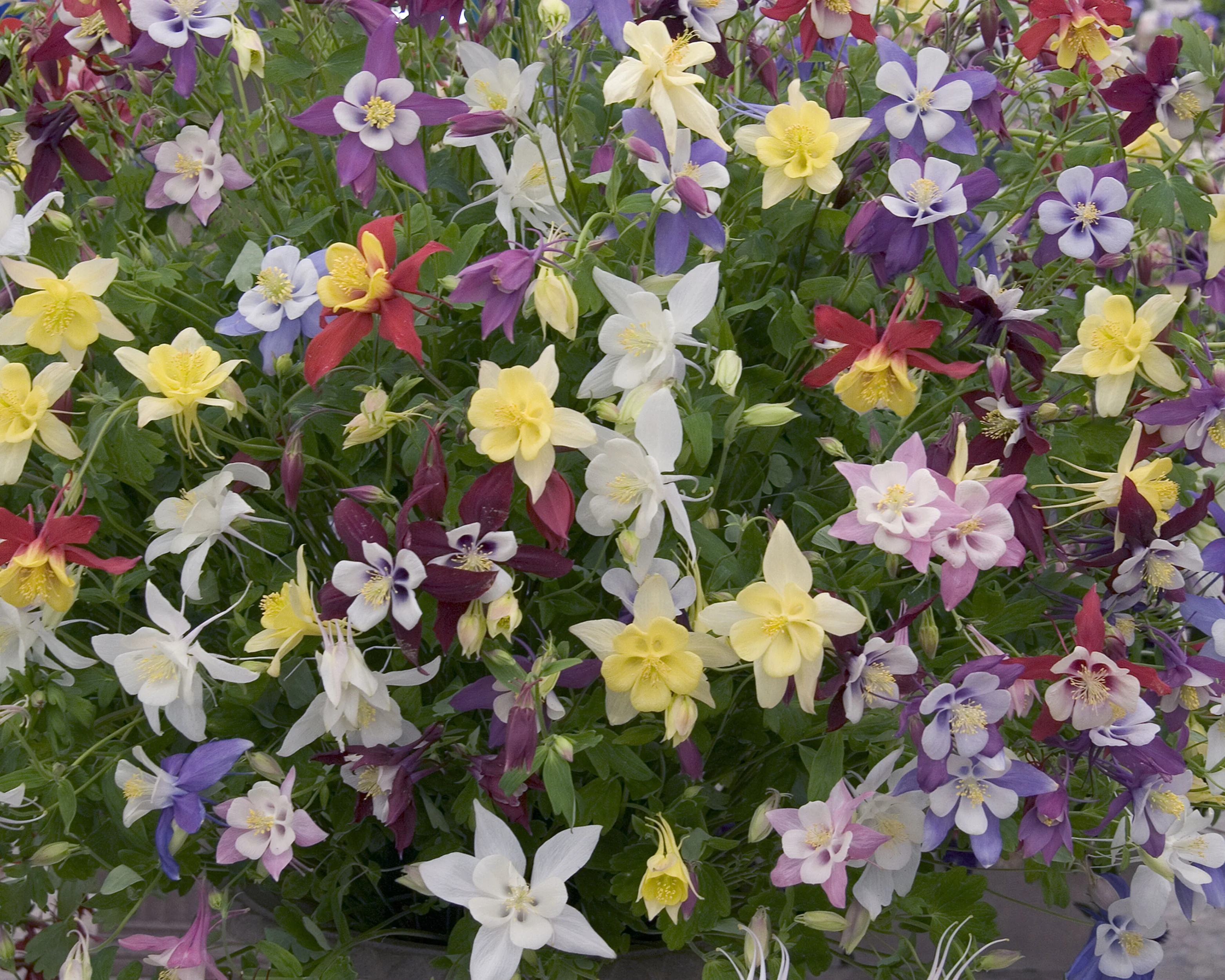Aquilegia 'Columbine Mix' - Image 6