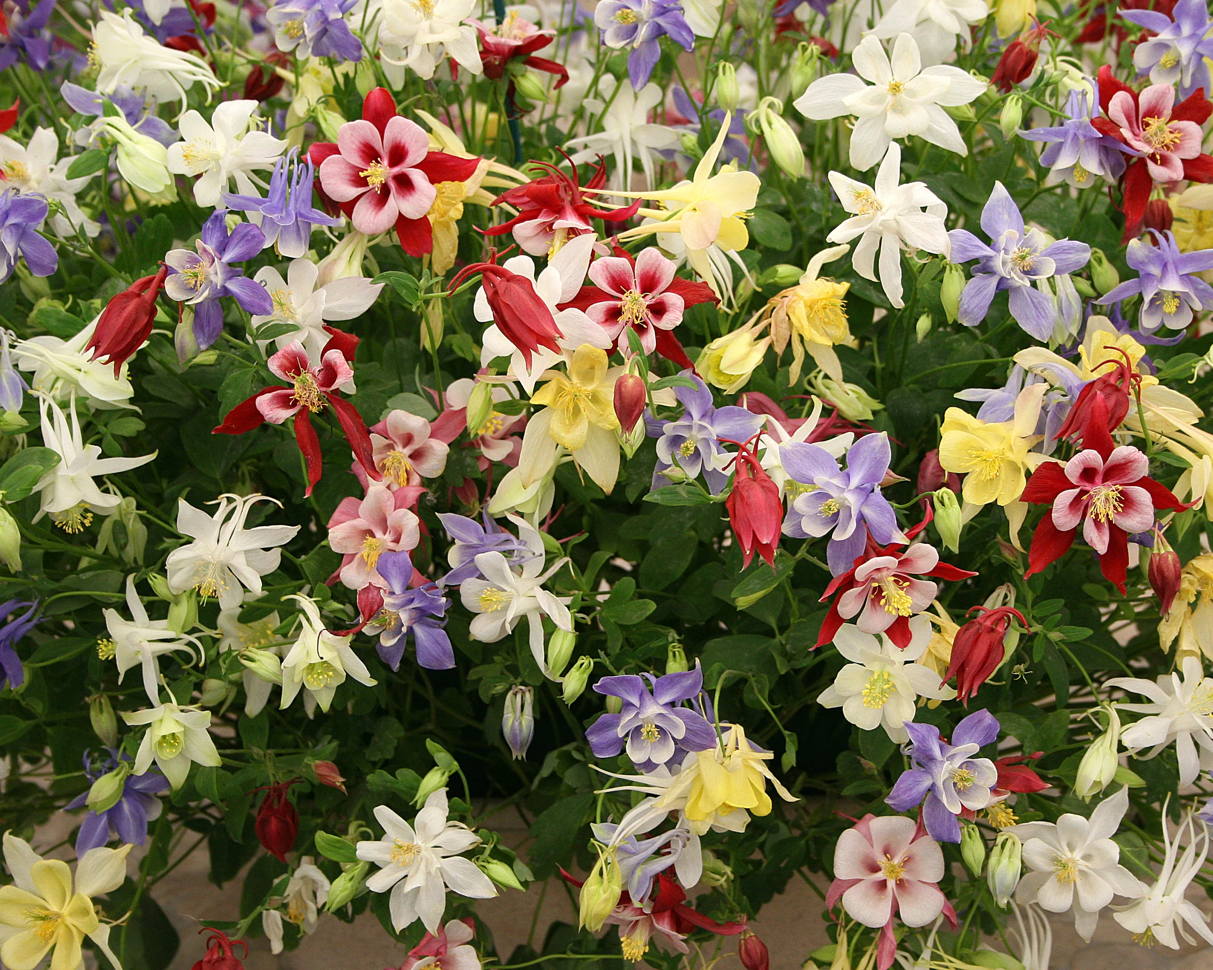 Aquilegia 'Columbine Mix' - Image 7