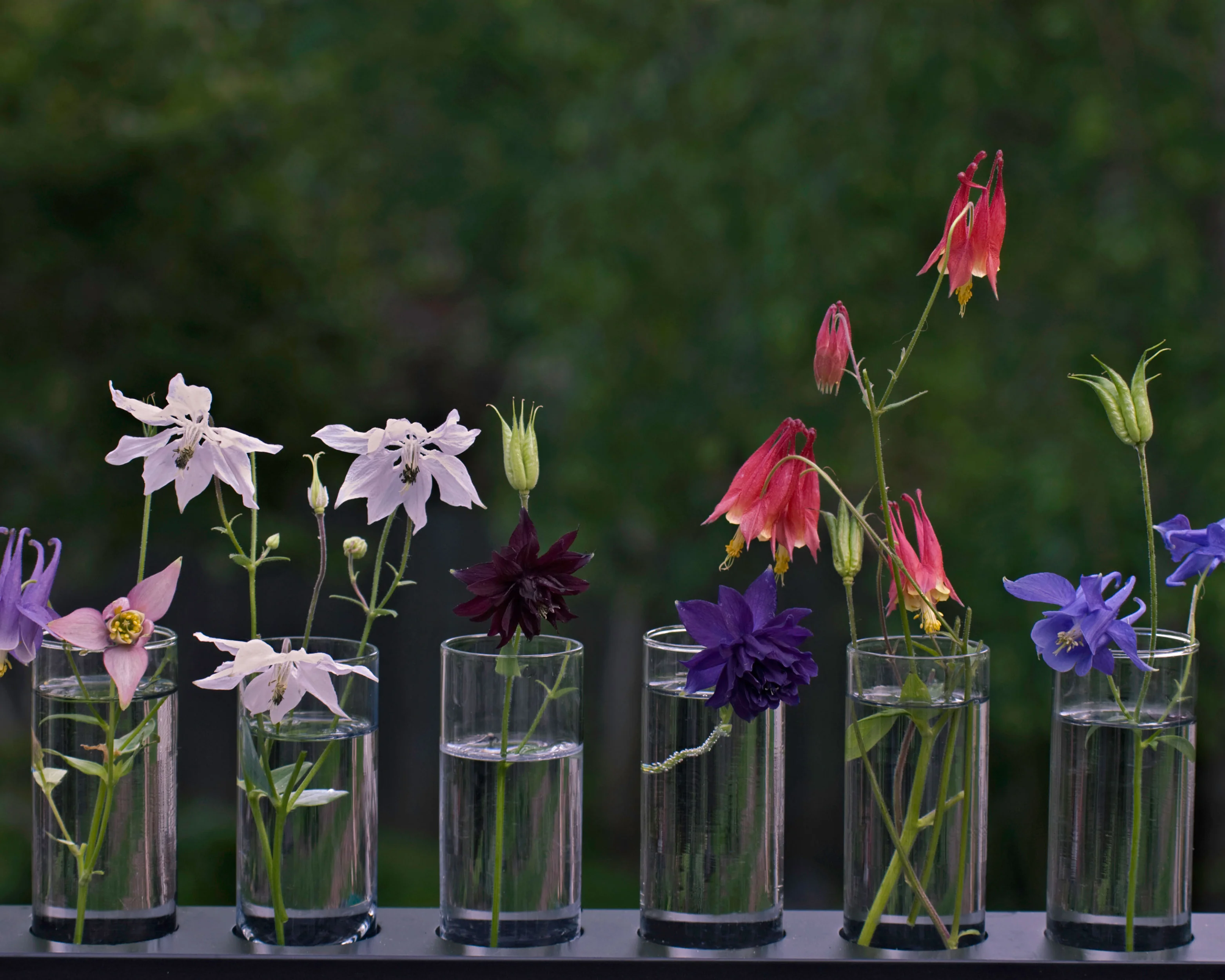 Aquilegia 'Columbine Mix' - Image 9