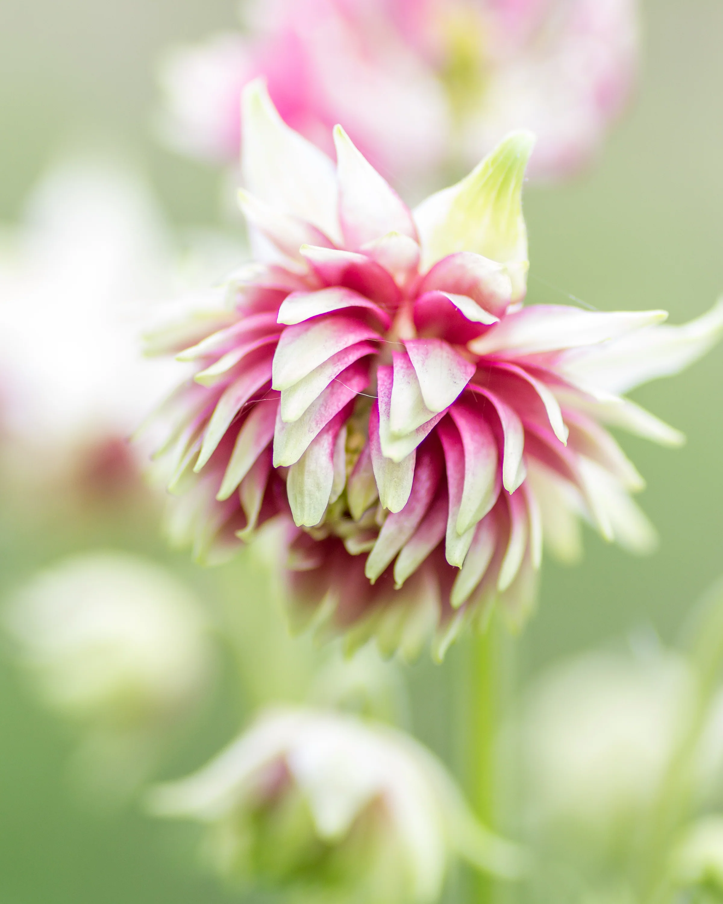 Aquilegia 'Nora Barlow' - Image 3
