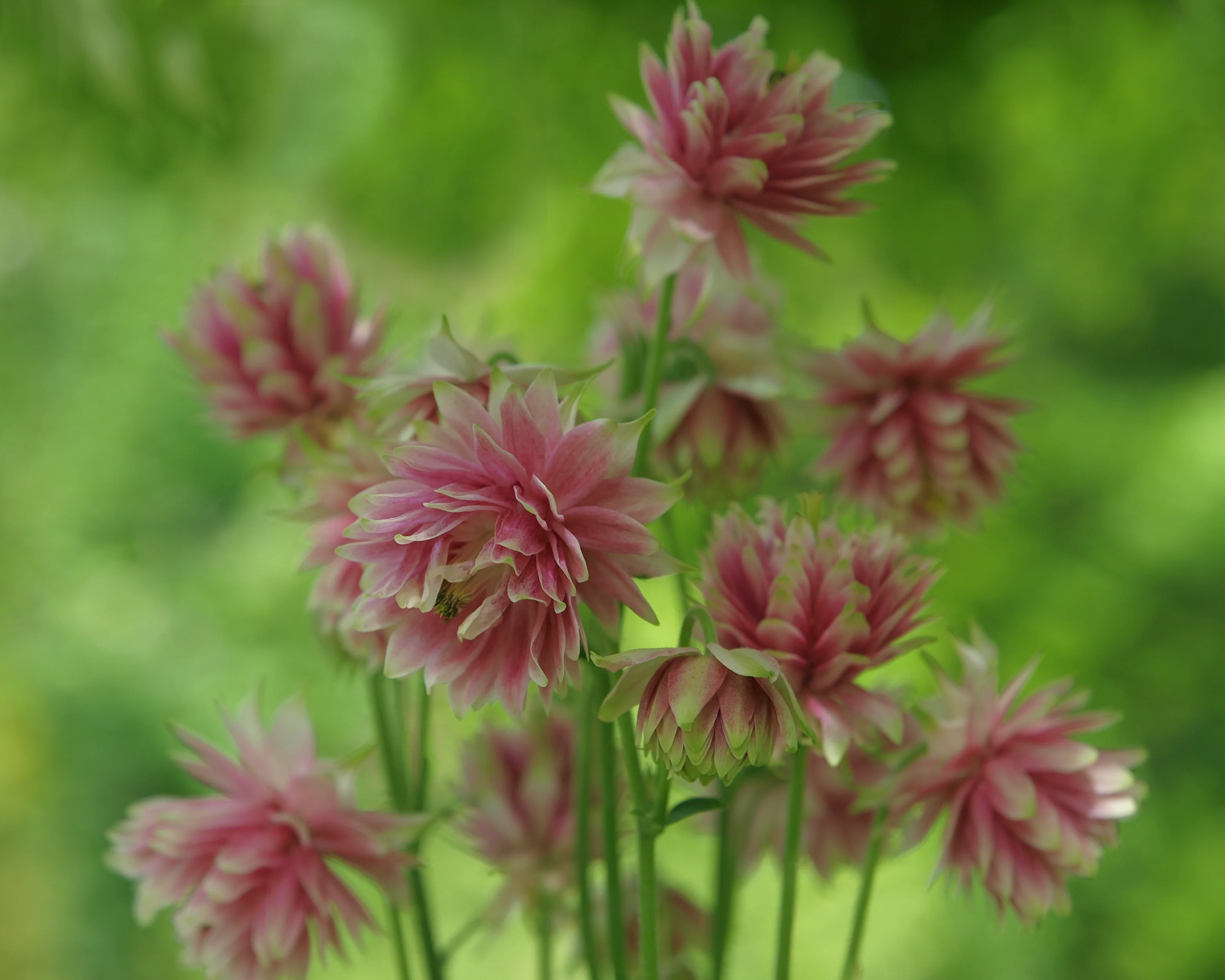 Aquilegia 'Nora Barlow' - Image 5