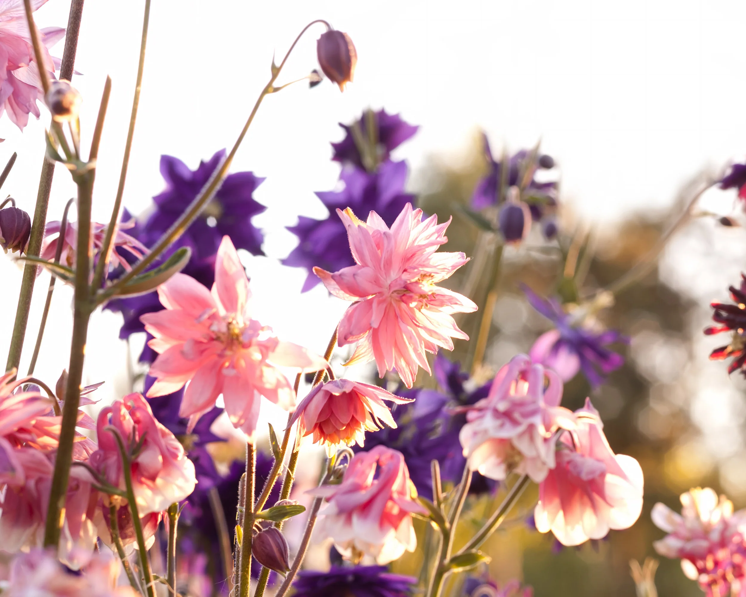 Aquilegia 'Nora Barlow' - Image 6