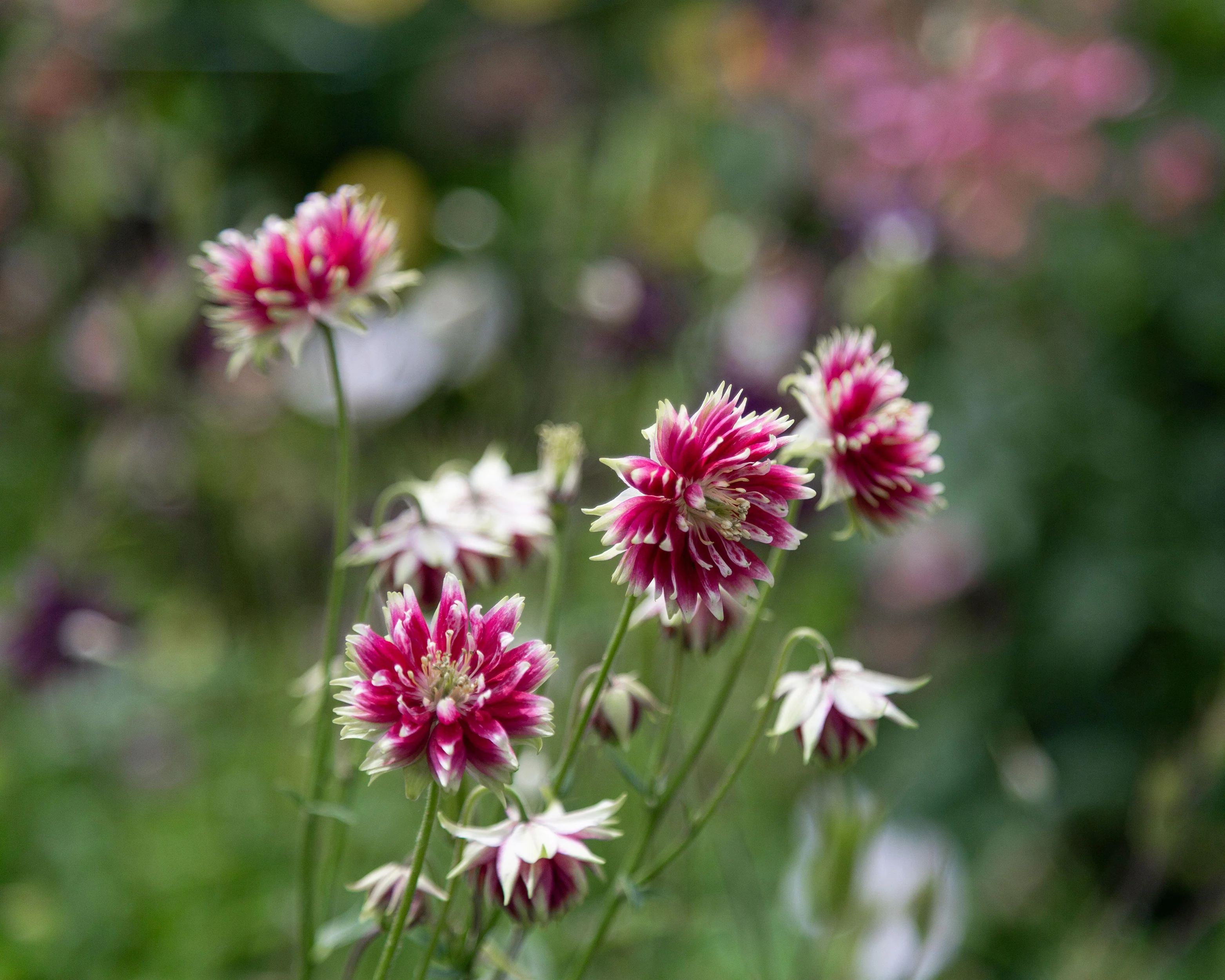 Aquilegia 'Nora Barlow' - Image 7