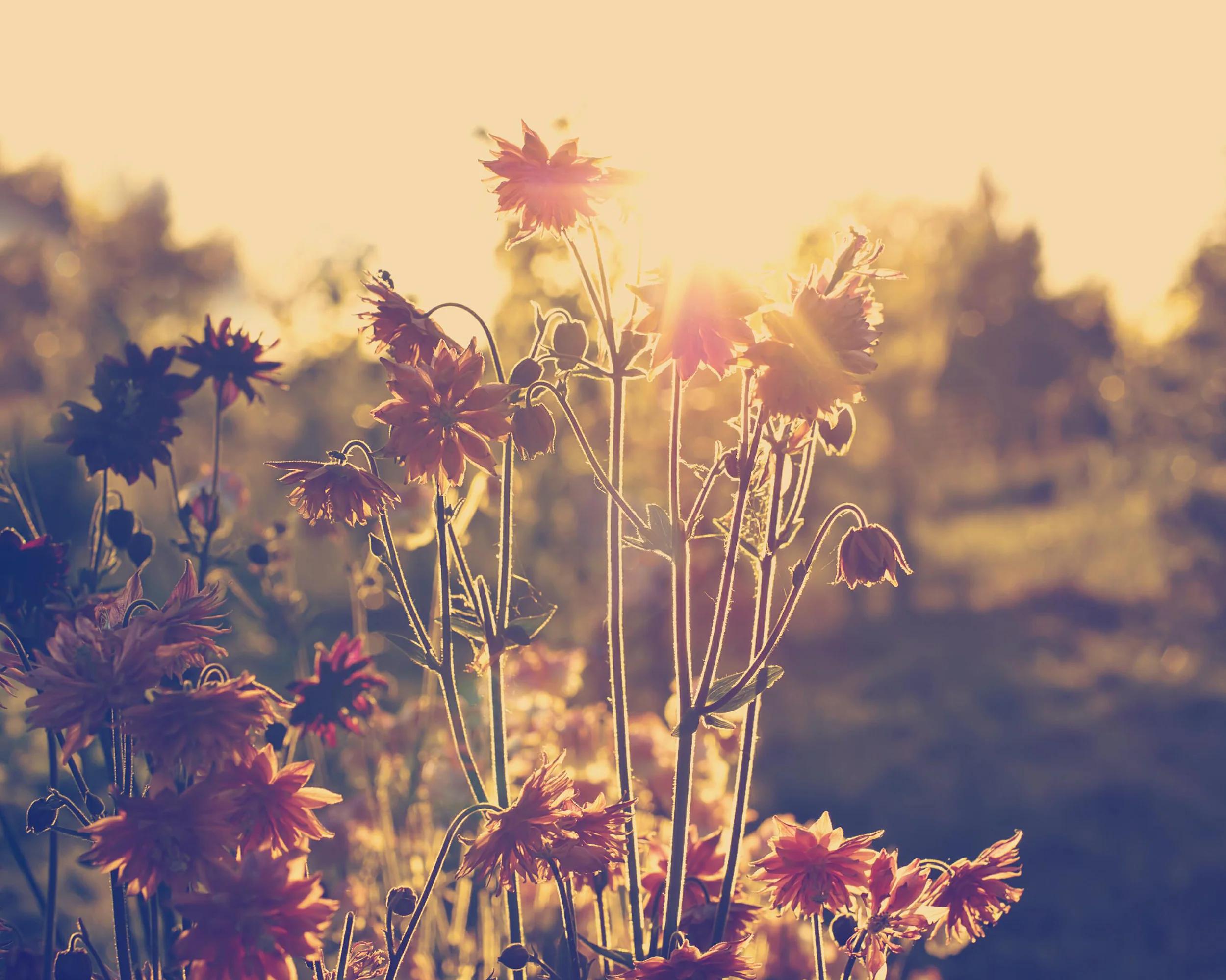 Aquilegia 'Nora Barlow' - Image 9