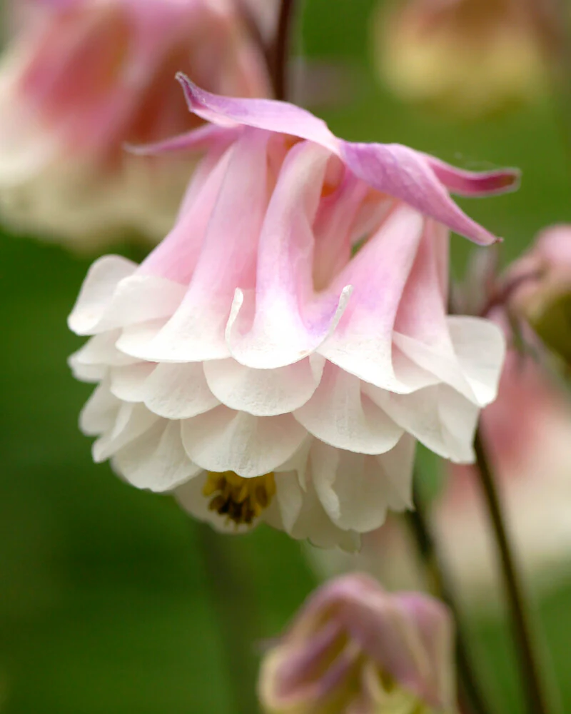 Aquilegia 'Pink Petticoat' - Image 3