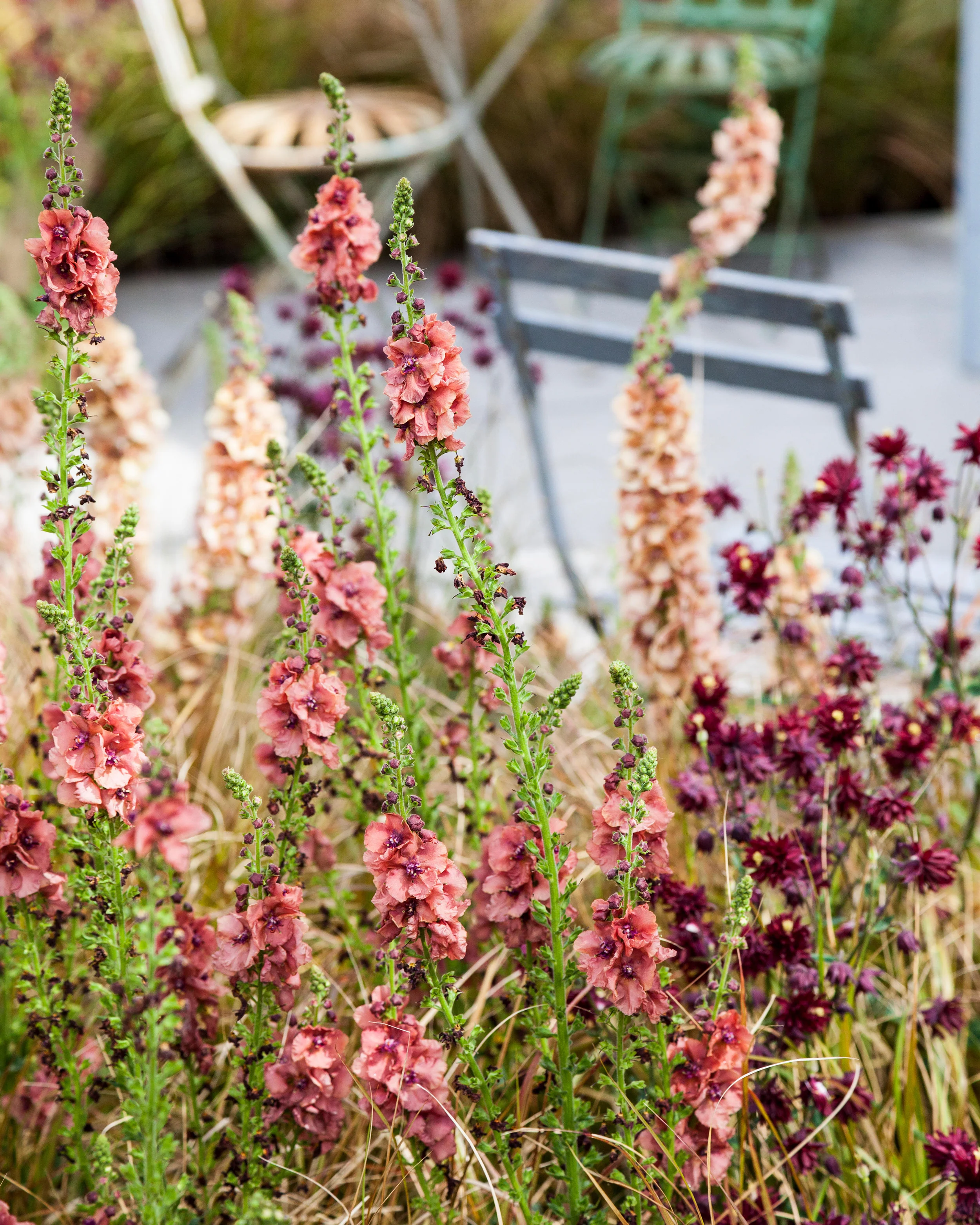 Aquilegia 'Ruby Port' - Image 11