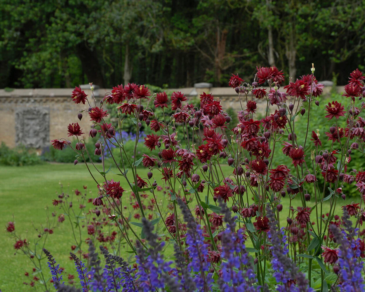 Aquilegia 'Ruby Port' - Image 2