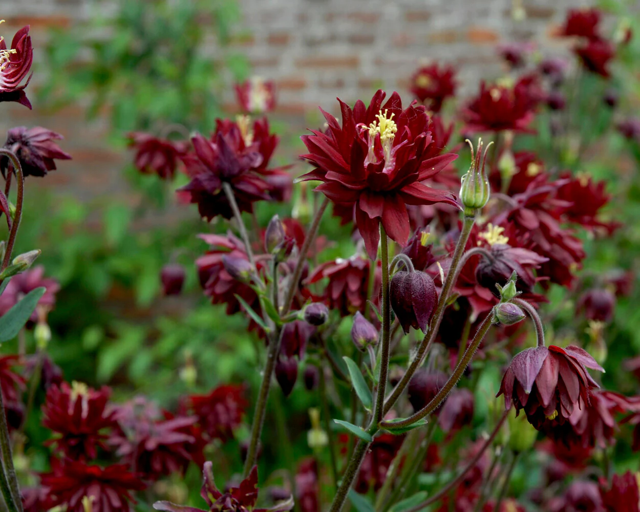 Aquilegia 'Ruby Port' - Image 4