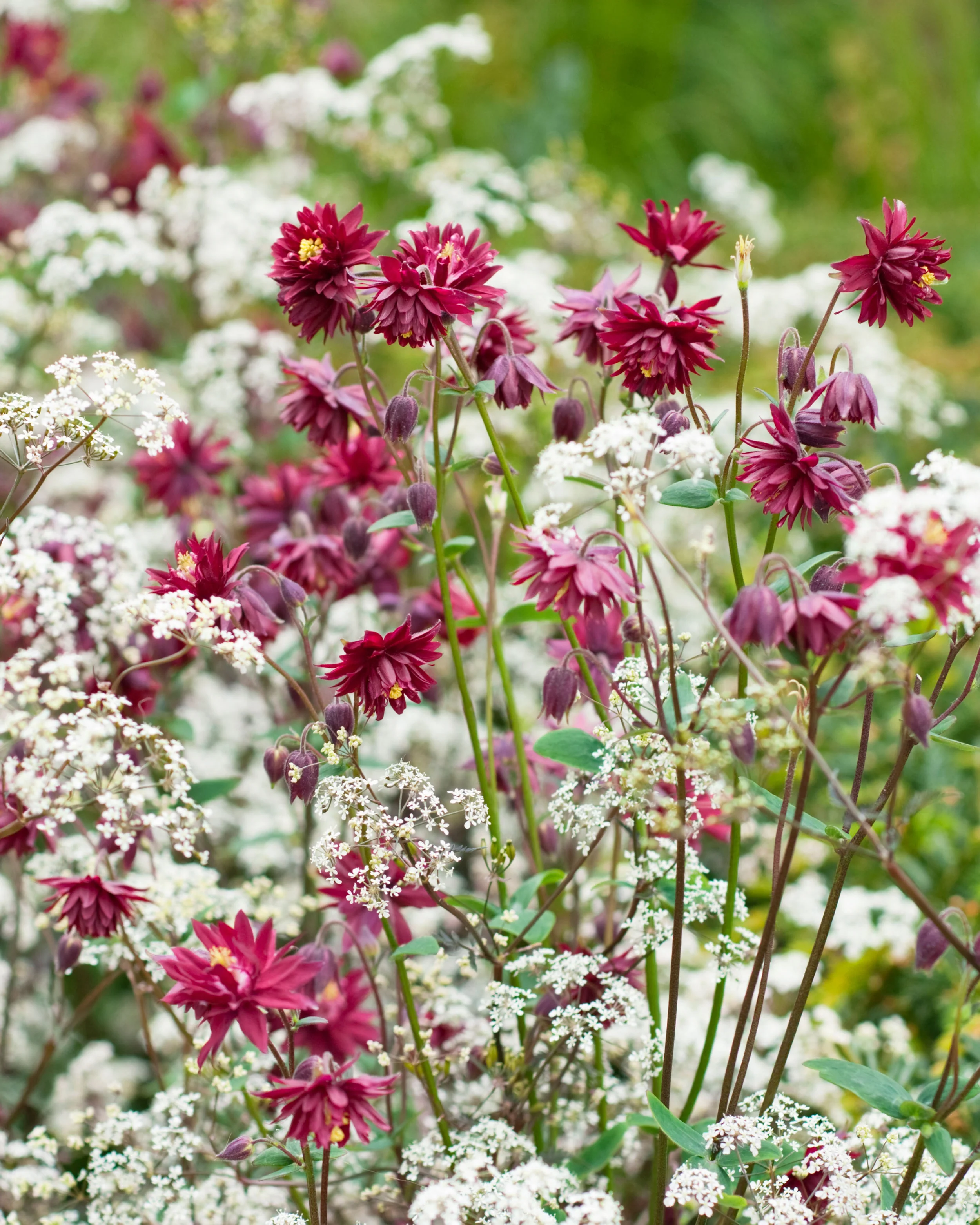 Aquilegia 'Ruby Port' - Image 5