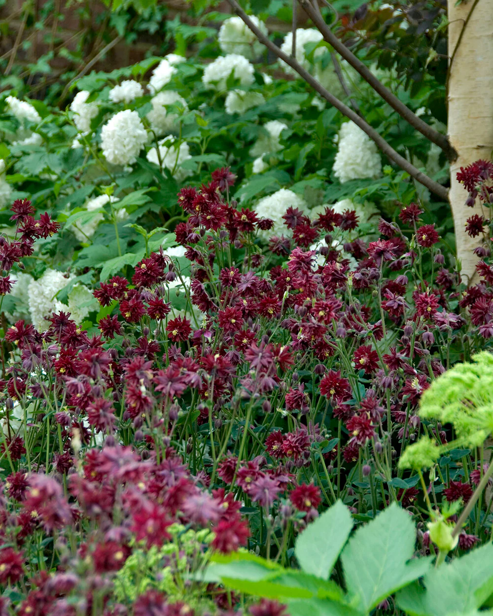Aquilegia 'Ruby Port' - Image 6