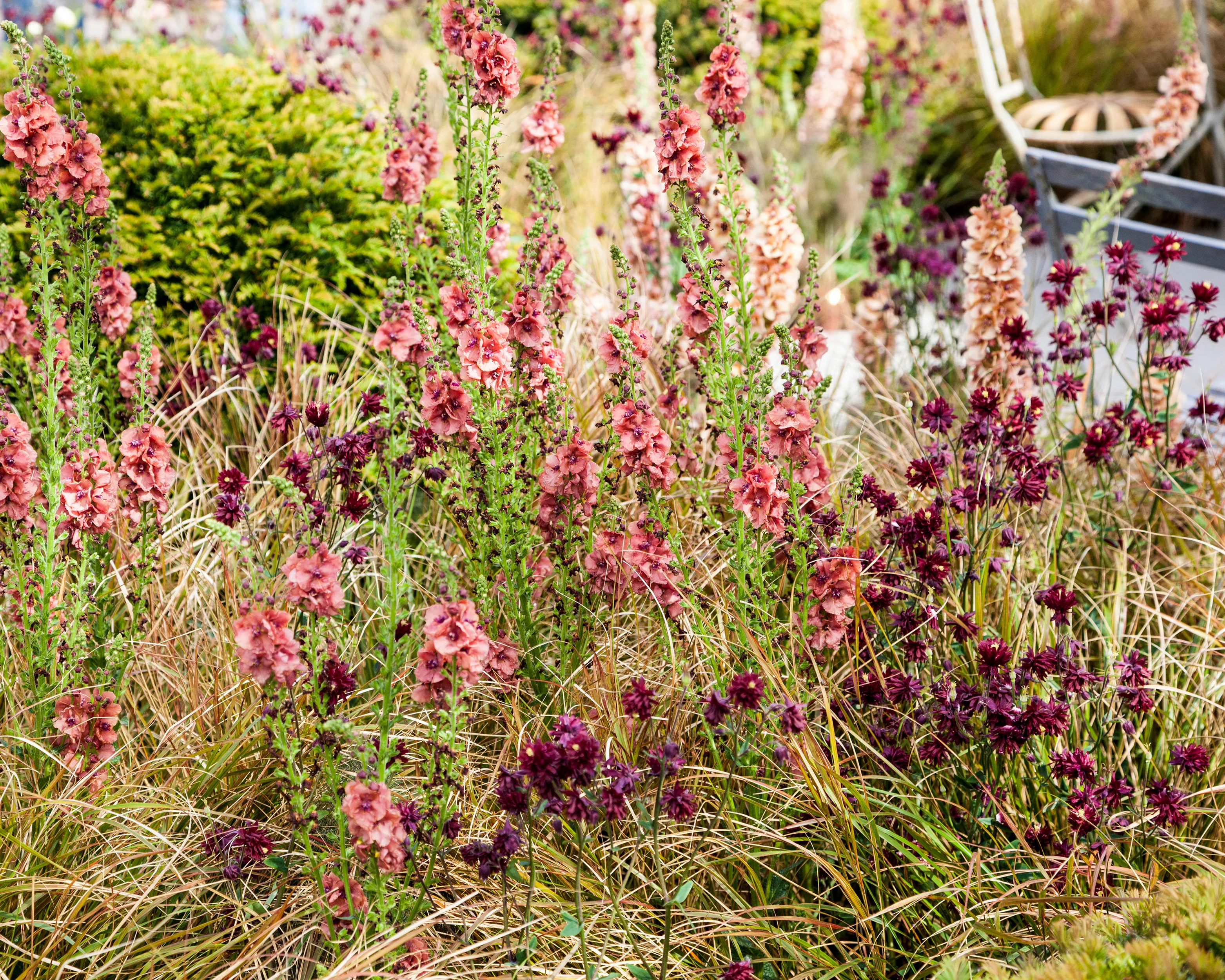 Aquilegia 'Ruby Port' - Image 7
