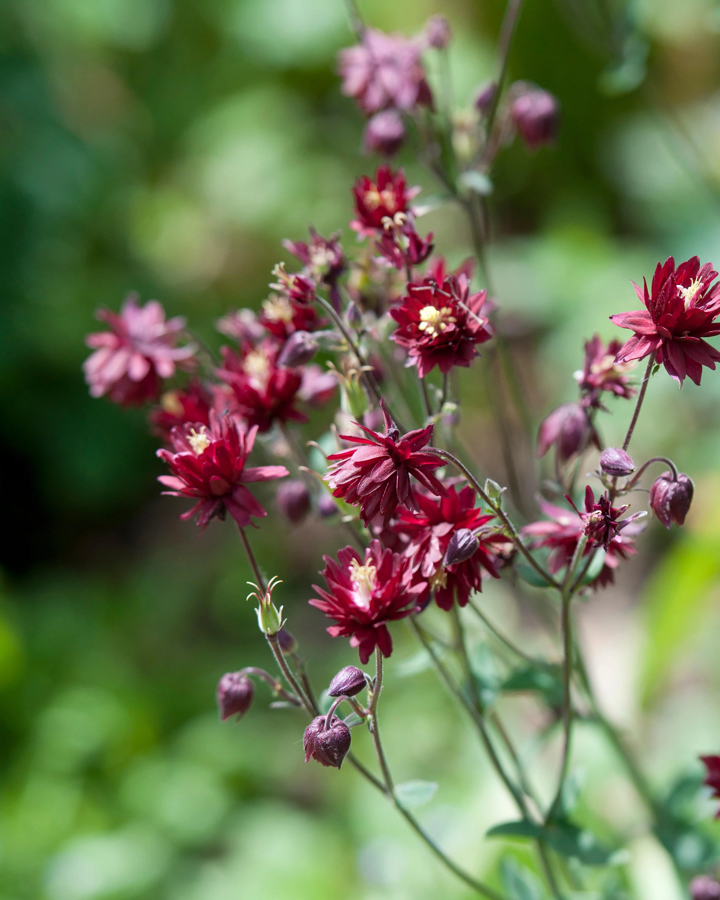 Aquilegia 'Ruby Port' - Image 8