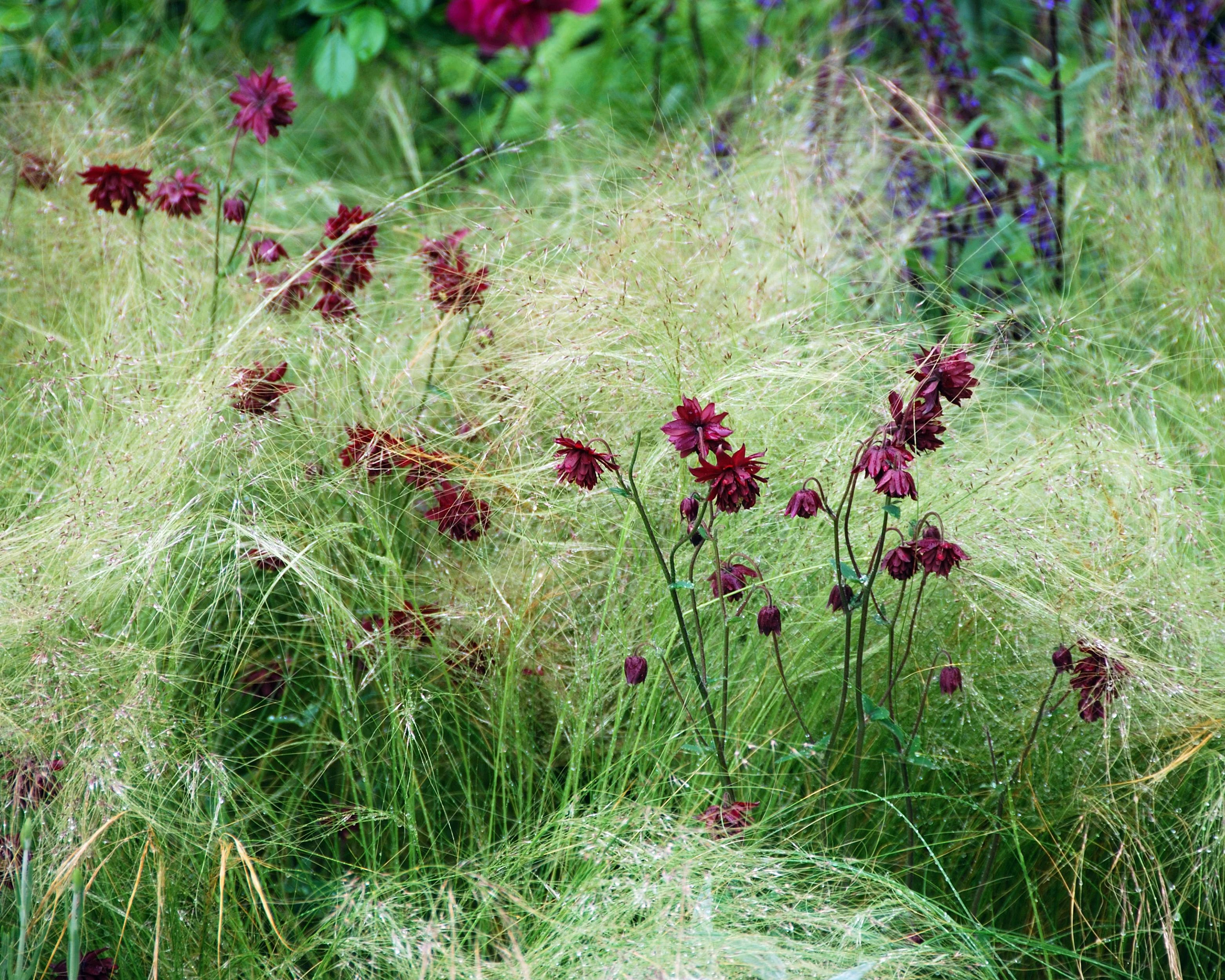 Aquilegia 'Ruby Port' - Image 9