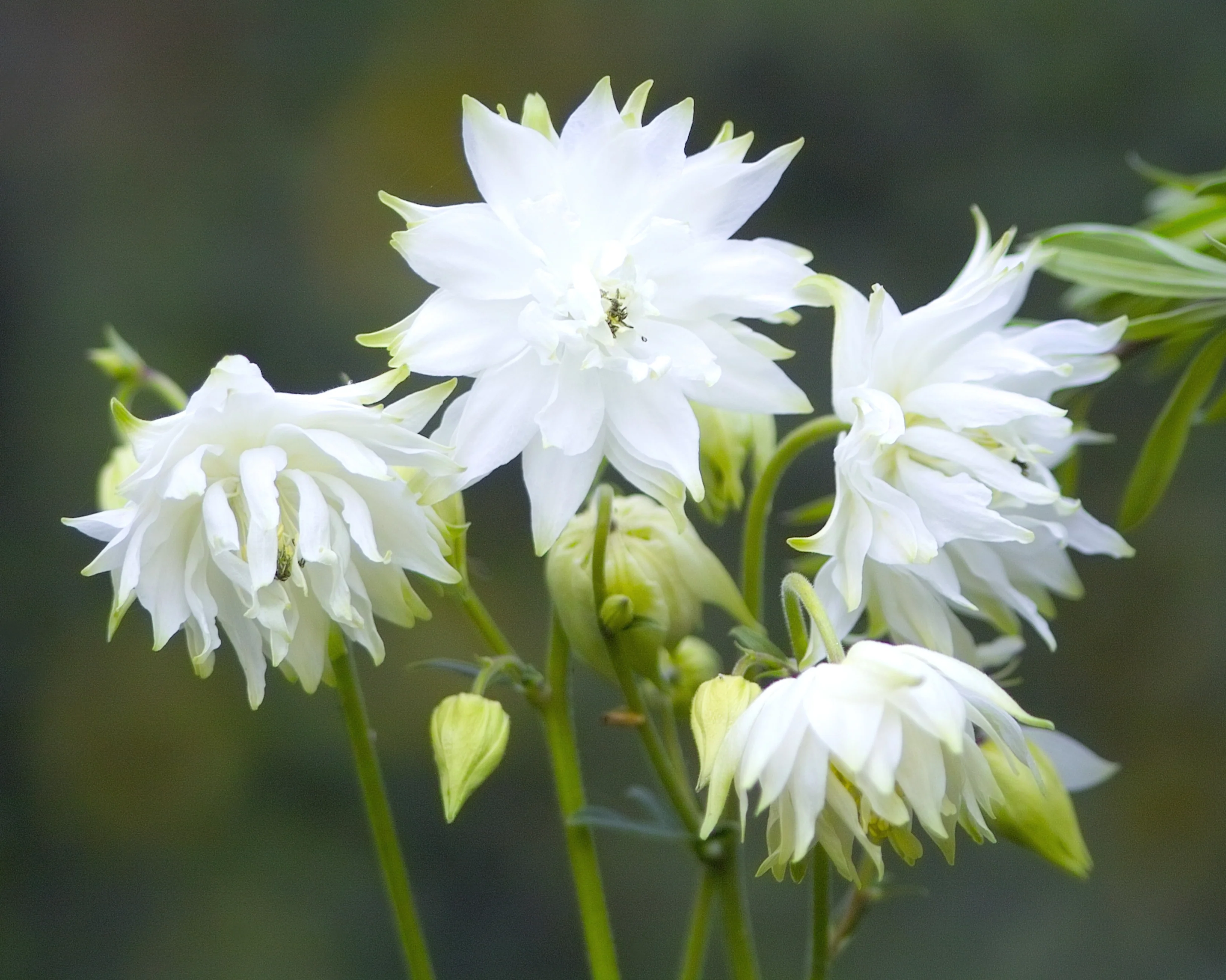 Aquilegia 'White Barlow' - Image 3