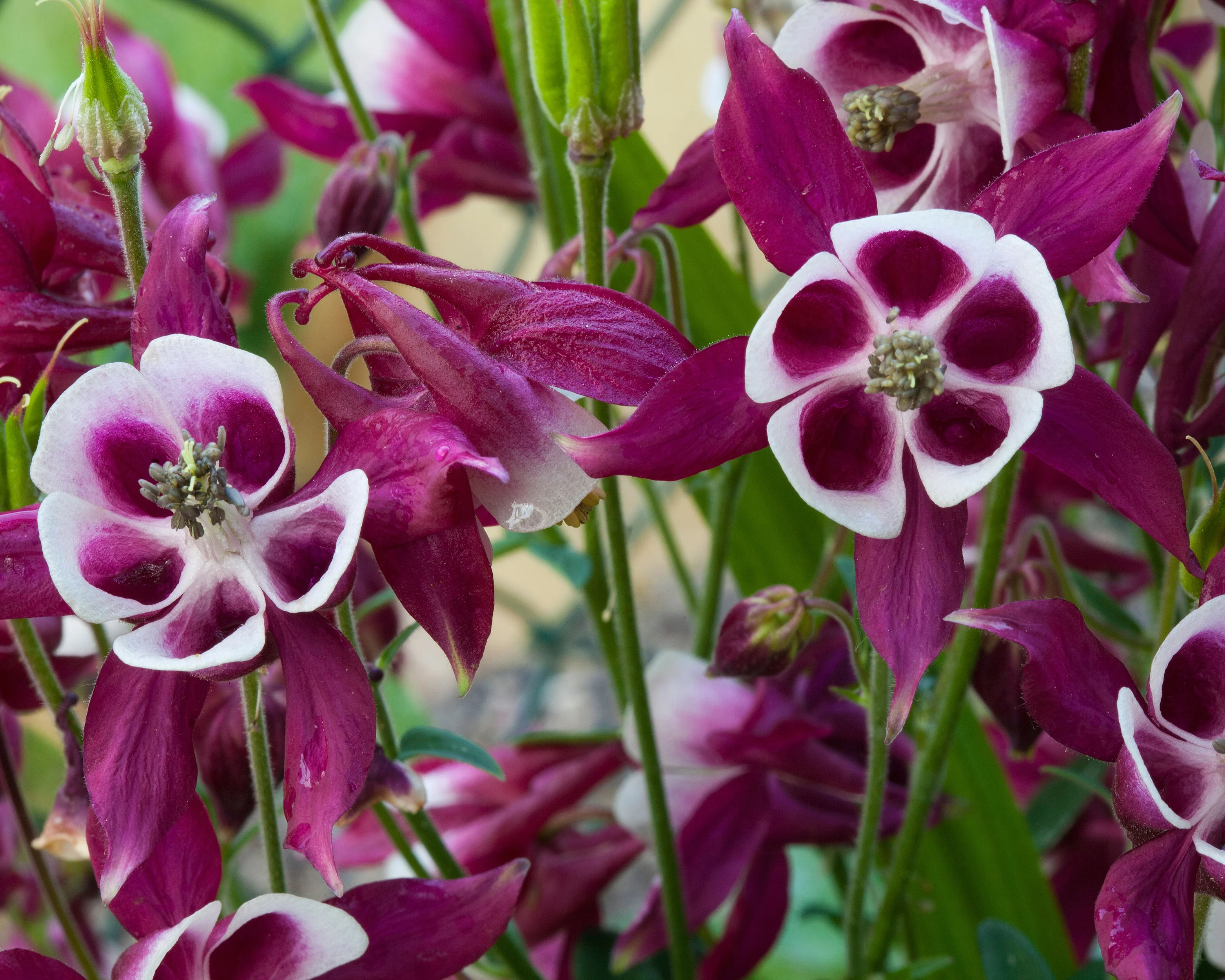 Aquilegia 'William Guiness' - Image 3