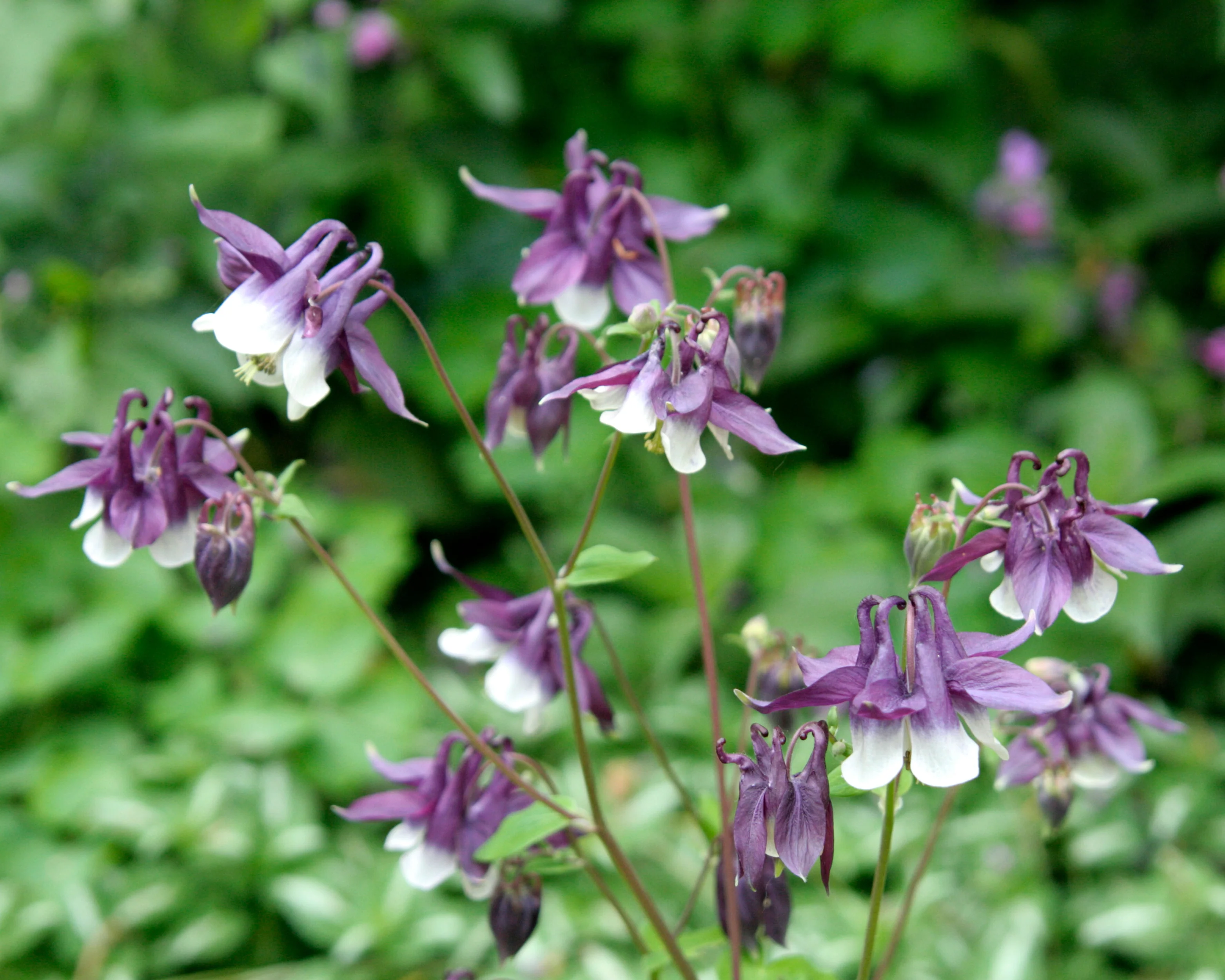 Aquilegia 'William Guiness' - Image 4