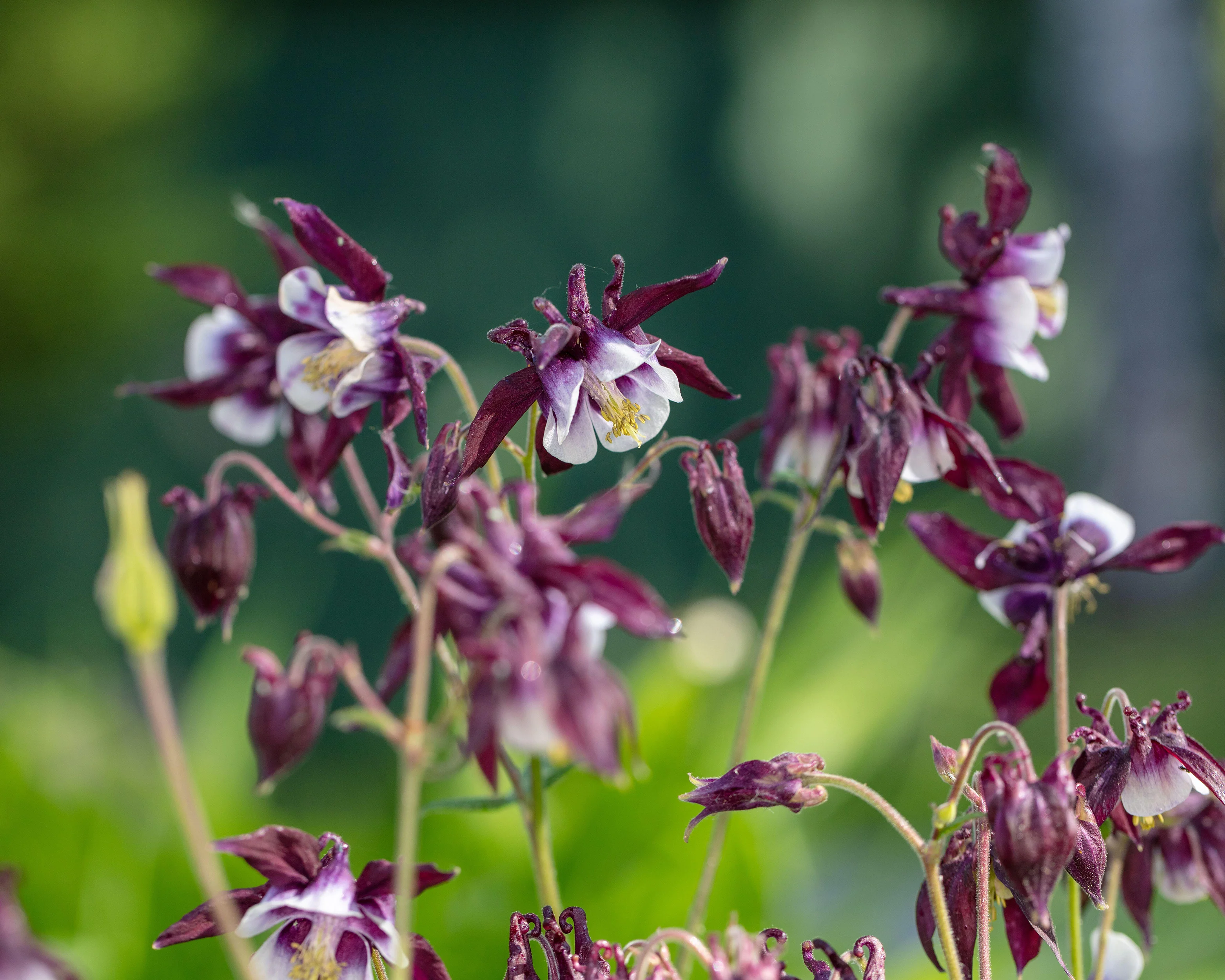 Aquilegia 'William Guiness' - Image 6