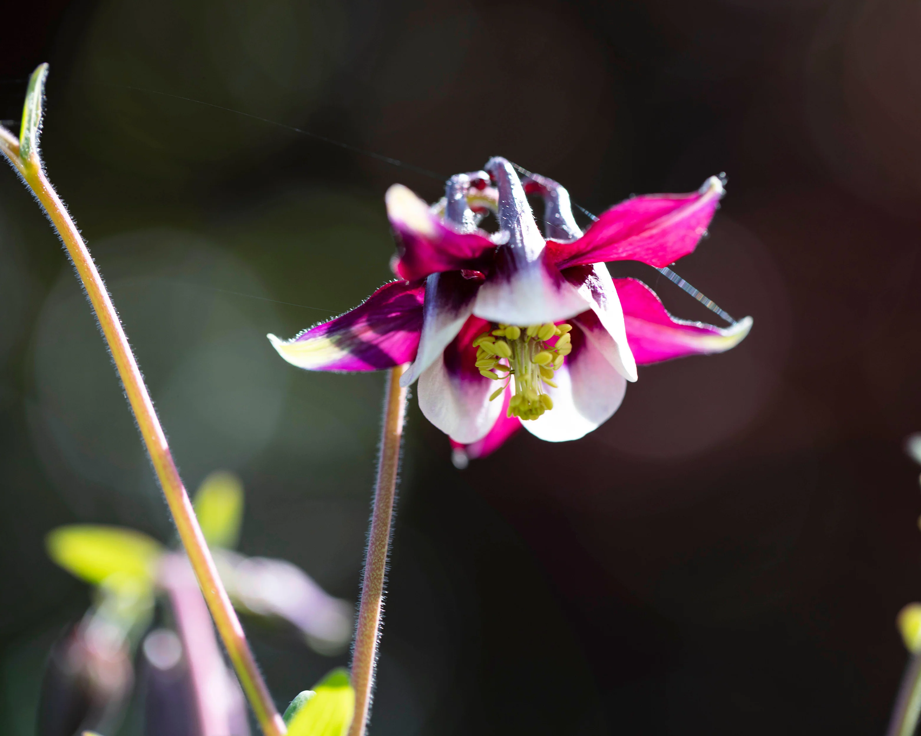 Aquilegia 'William Guiness' - Image 7