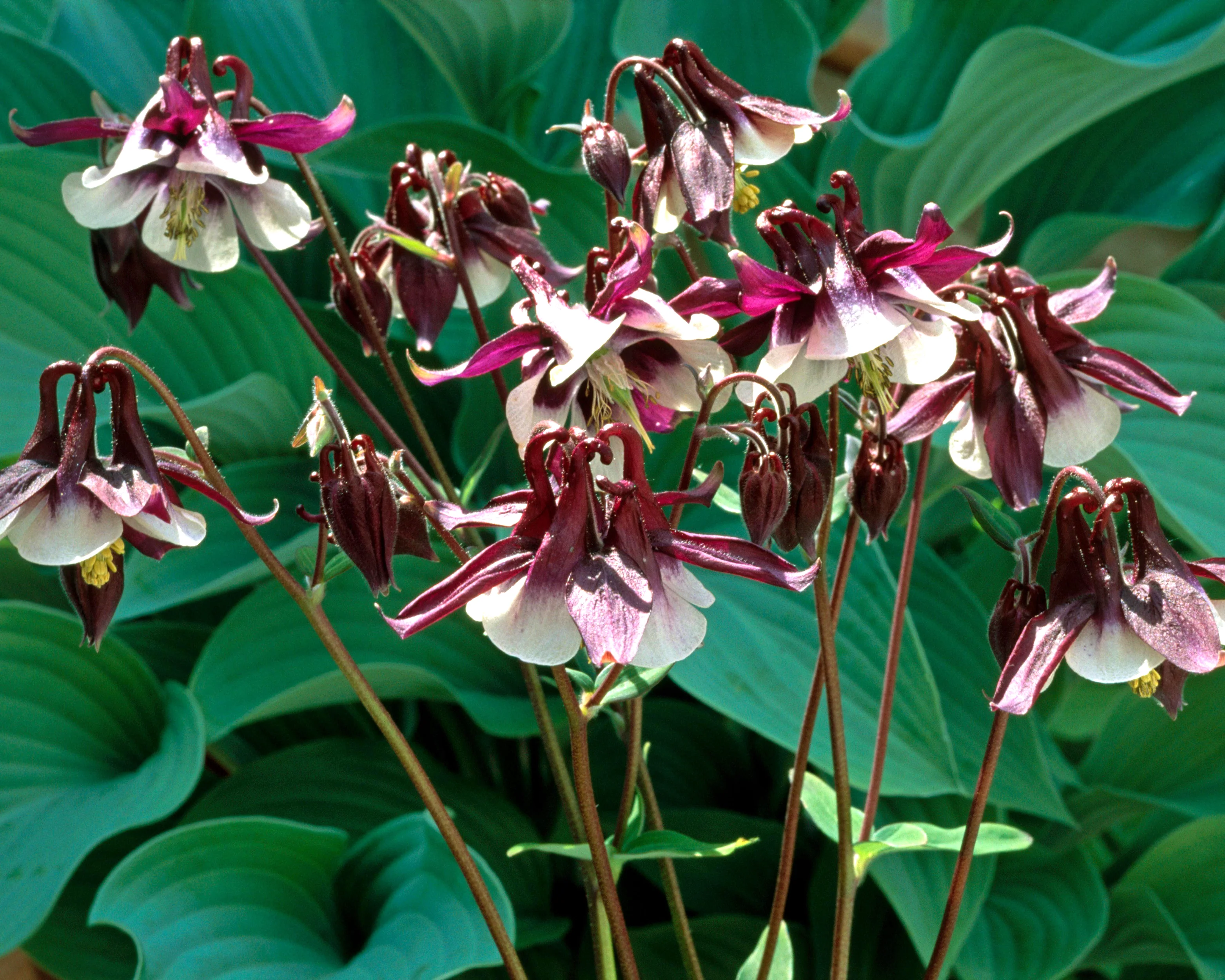 Aquilegia 'William Guiness' - Image 8