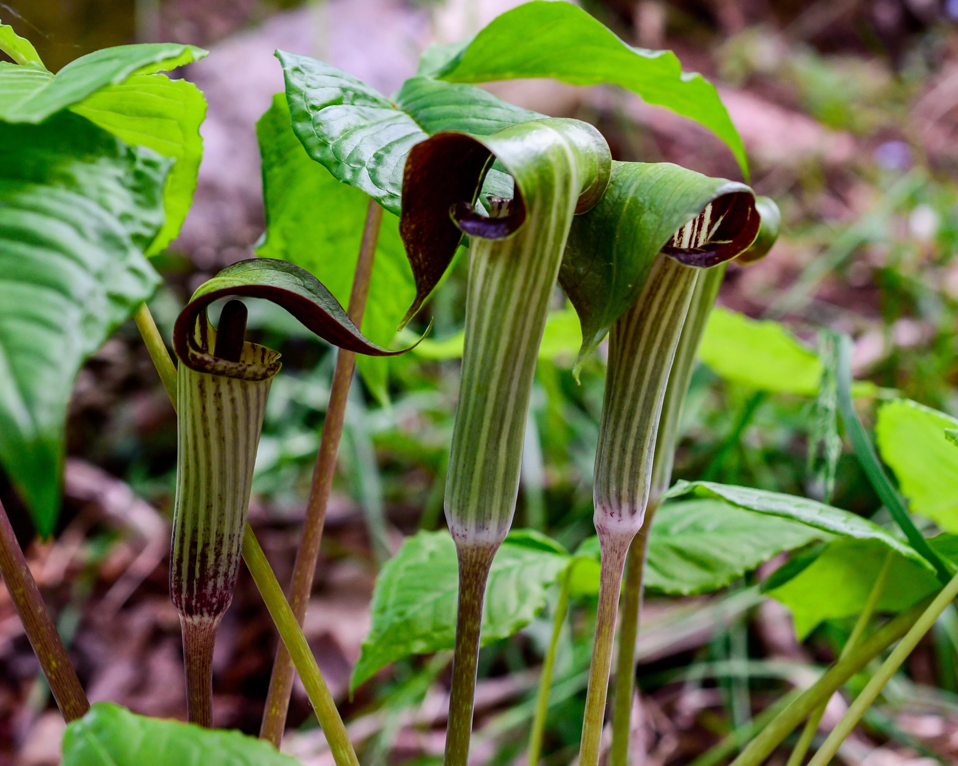 Arisaema concinnum - Image 3
