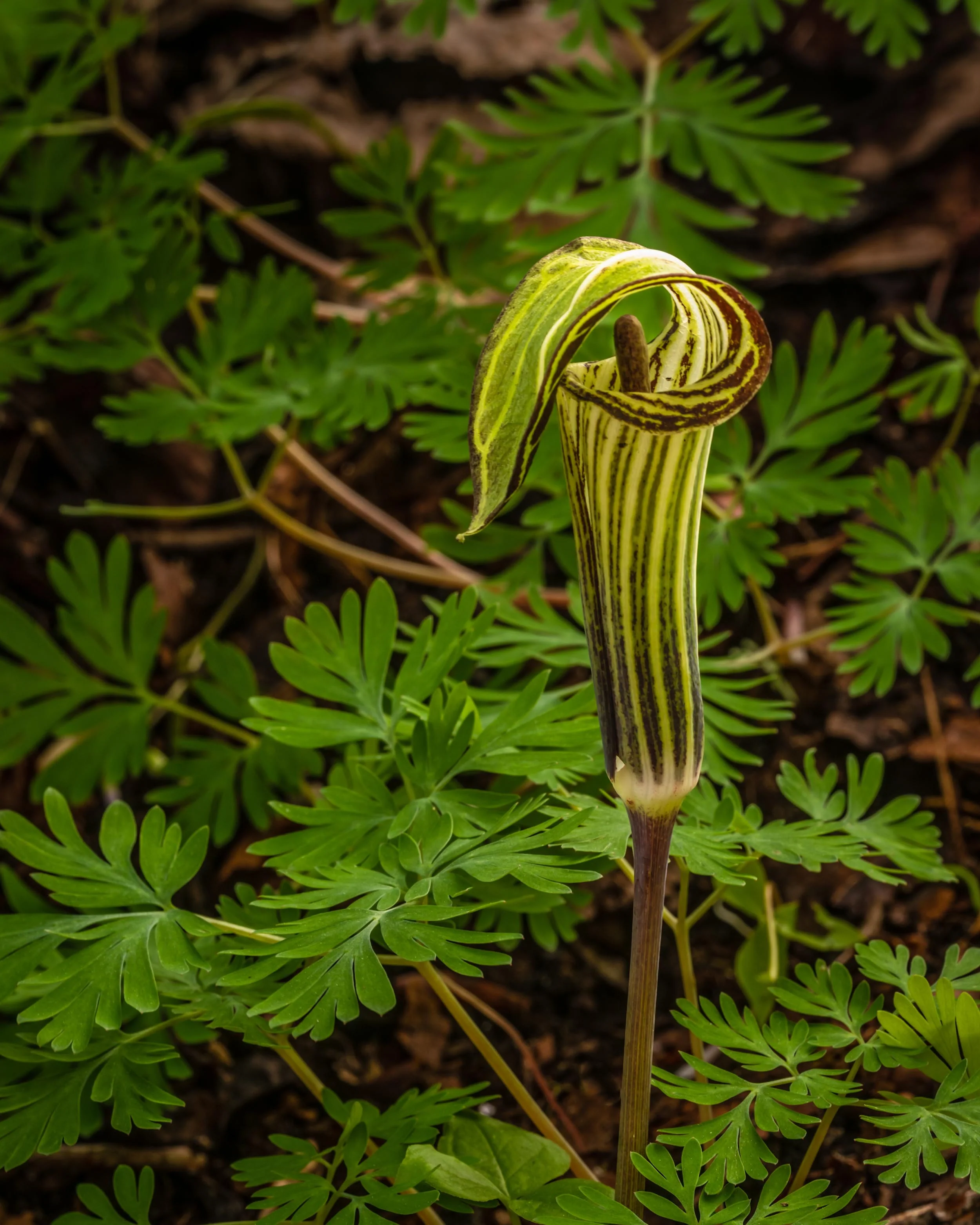 Arisaema concinnum - Image 5