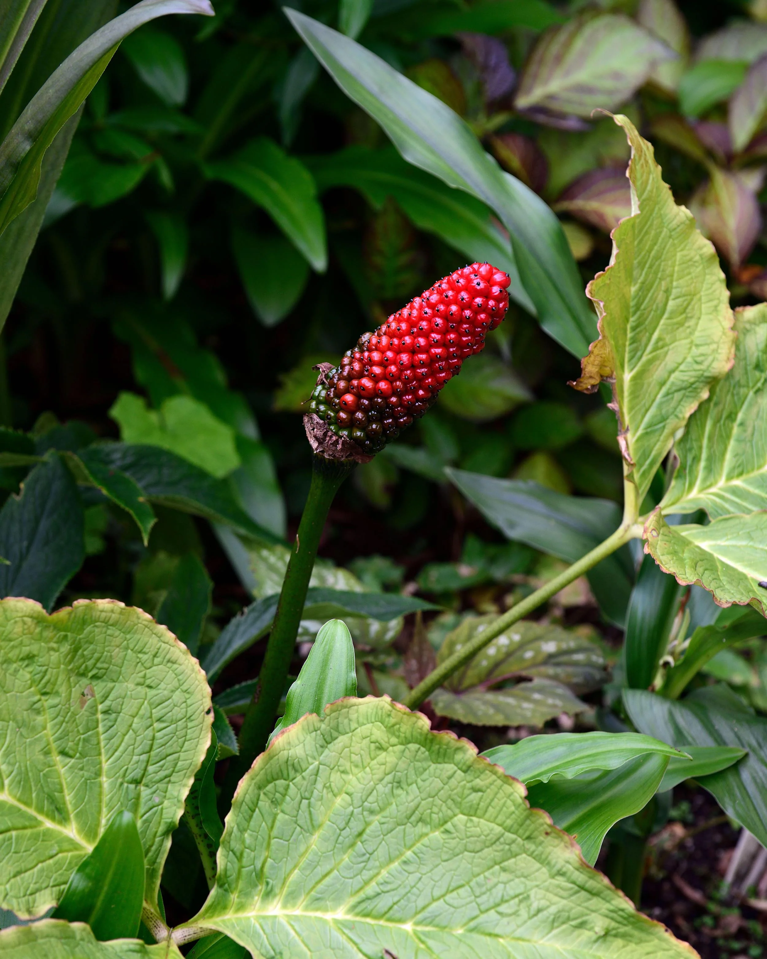 Arisaema griffithii - Image 4