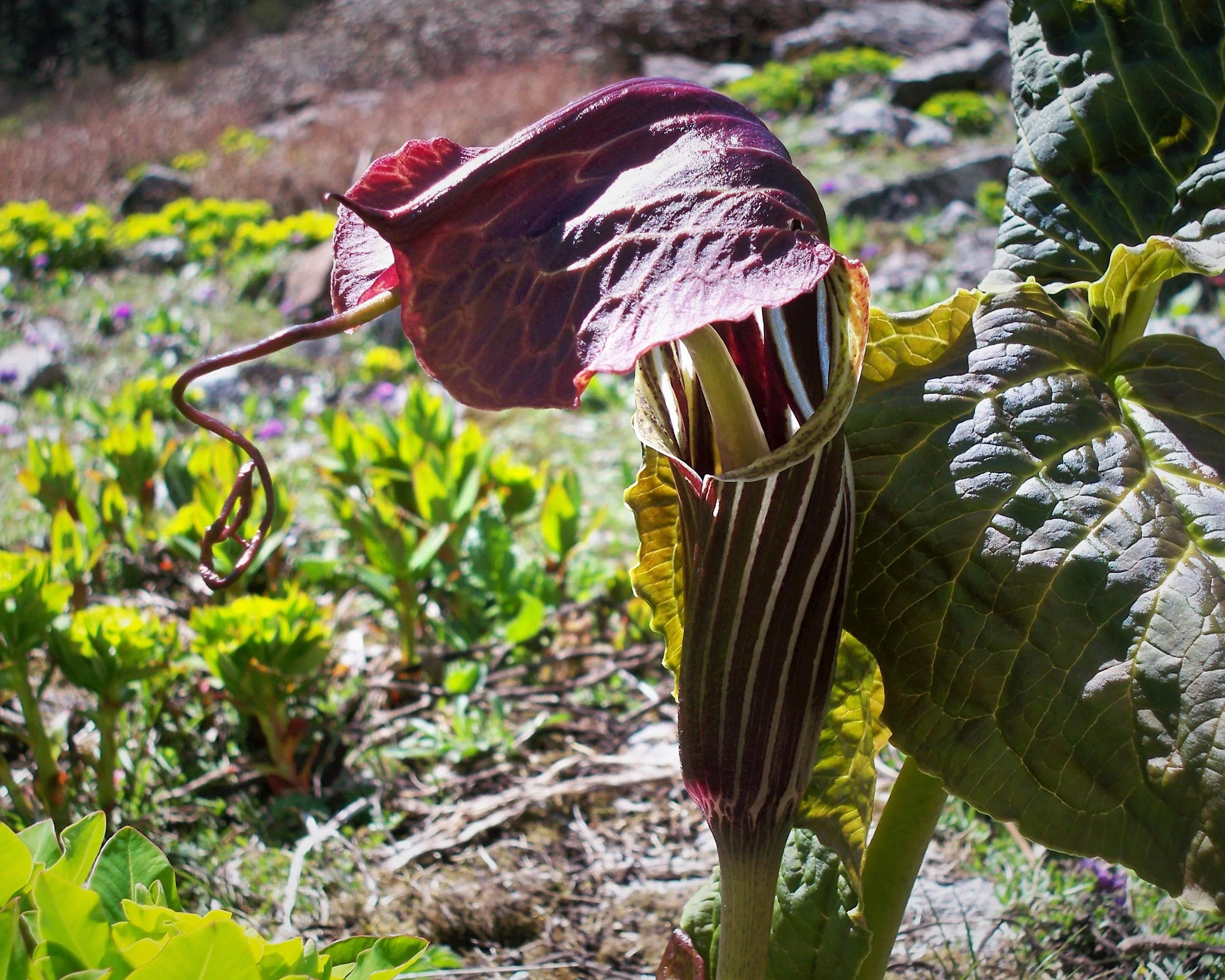 Arisaema griffithii - Image 6