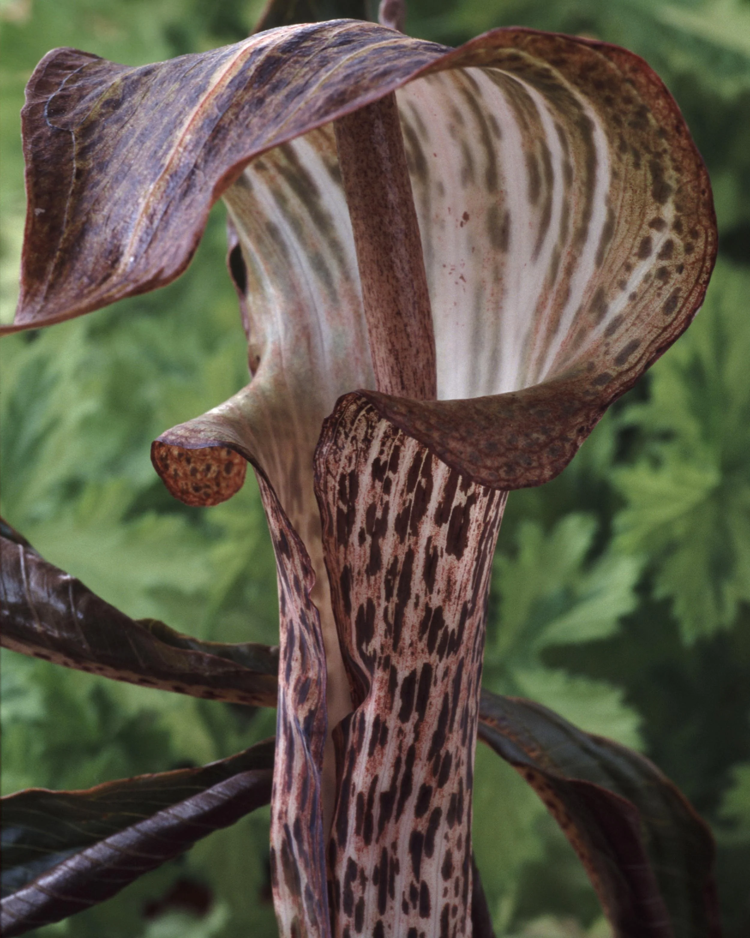 Arisaema nepenthoides - Image 6