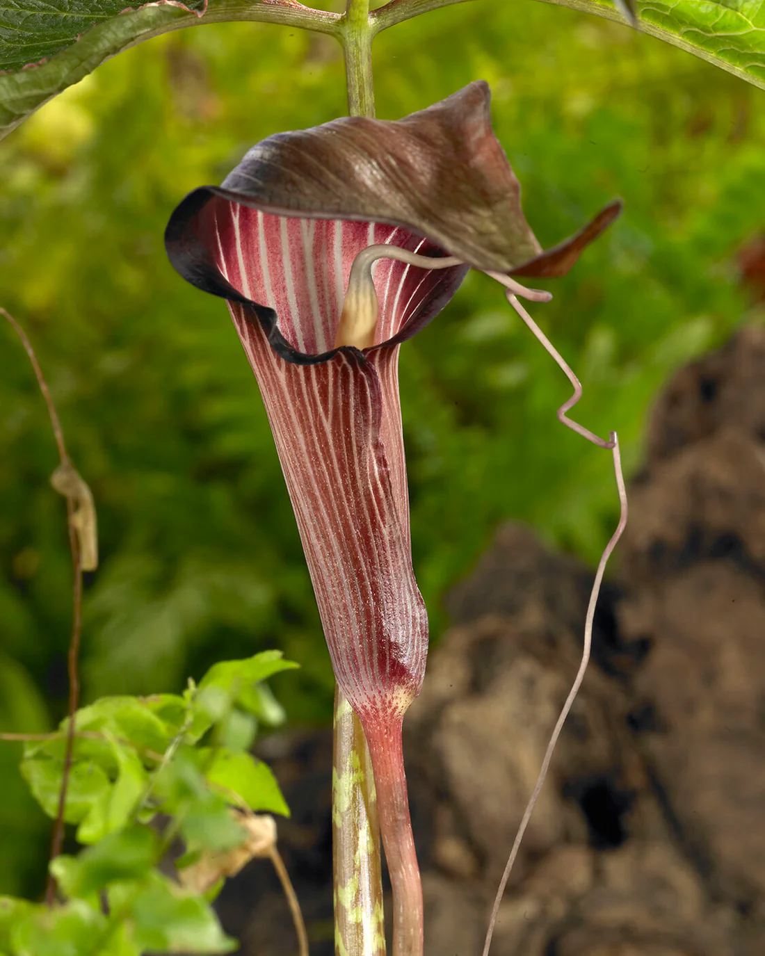 Arisaema speciosum - Image 3