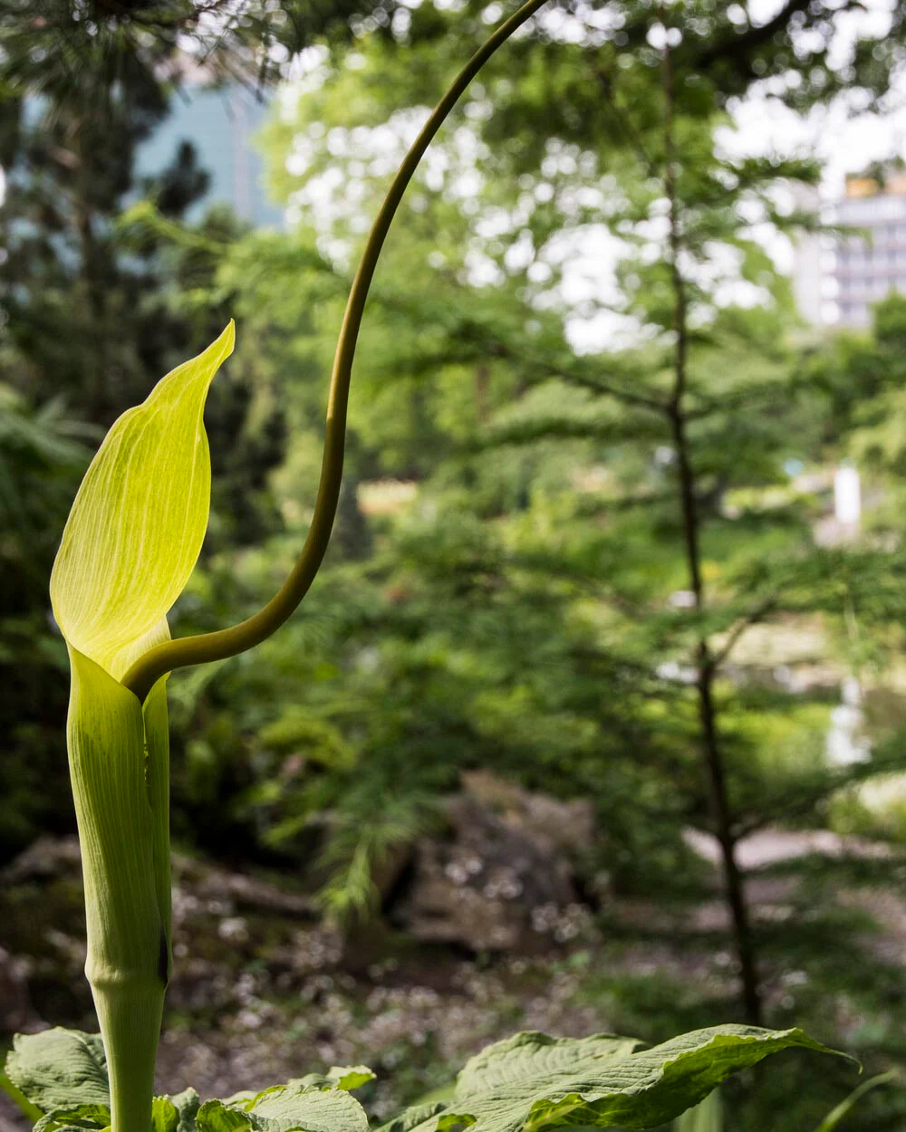 Arisaema tortuosum - Image 7