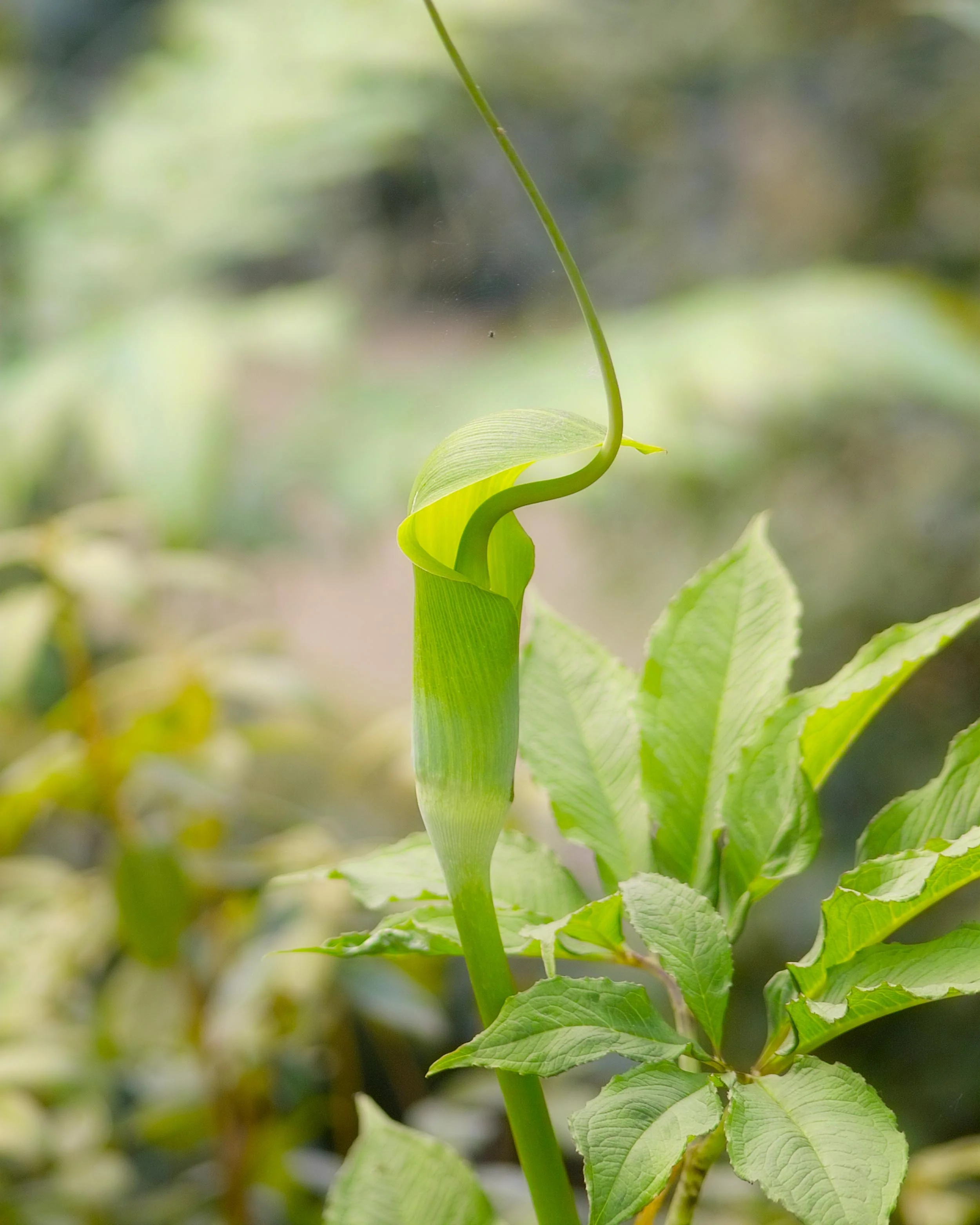 Arisaema tortuosum - Image 8