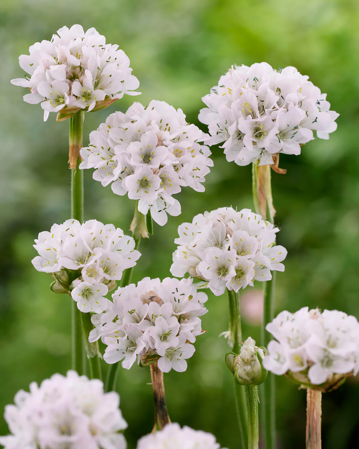 Armeria maritima 'Alba' - Image 3