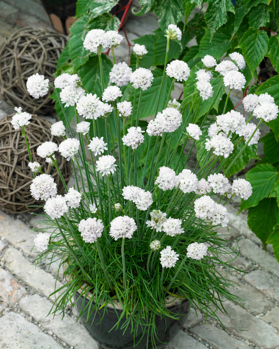 Armeria maritima 'Alba' - Image 4