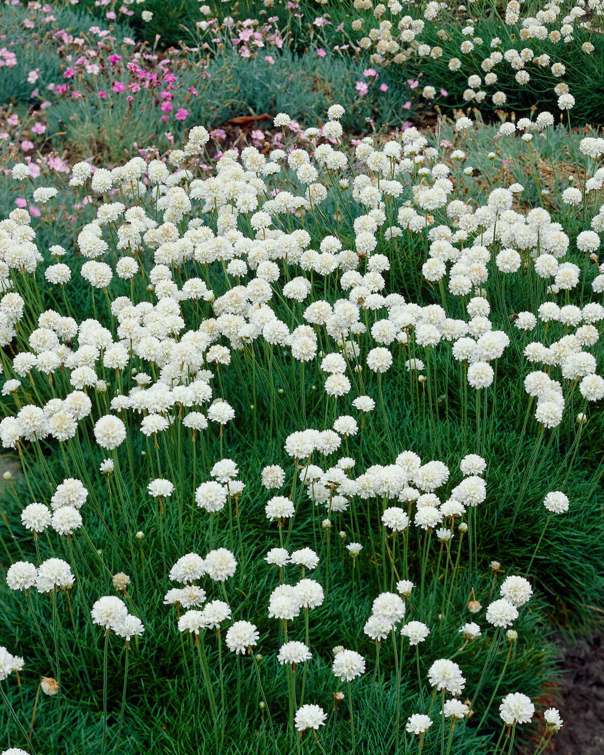 Armeria maritima 'Alba' - Image 5