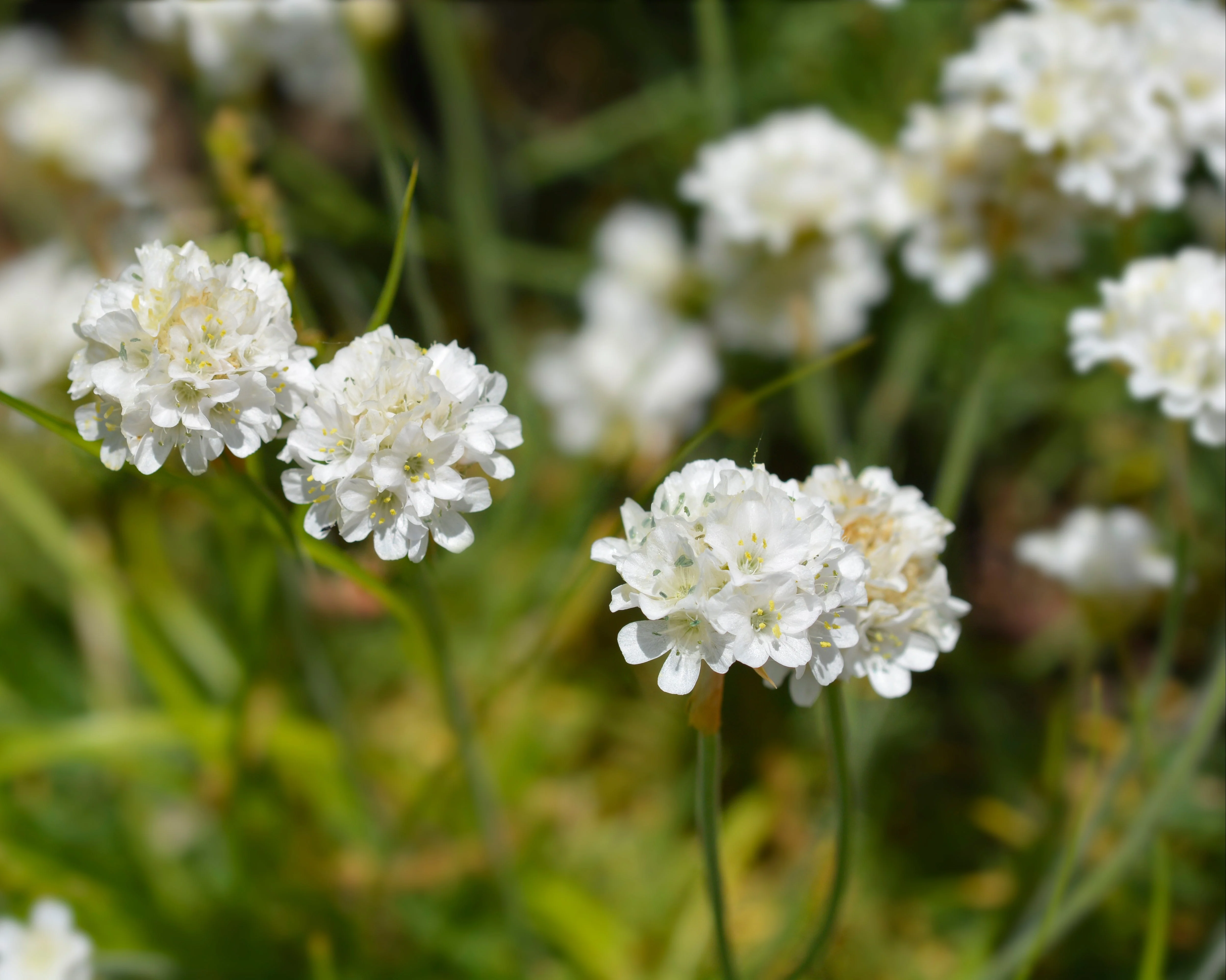Armeria maritima 'Alba' - Image 6