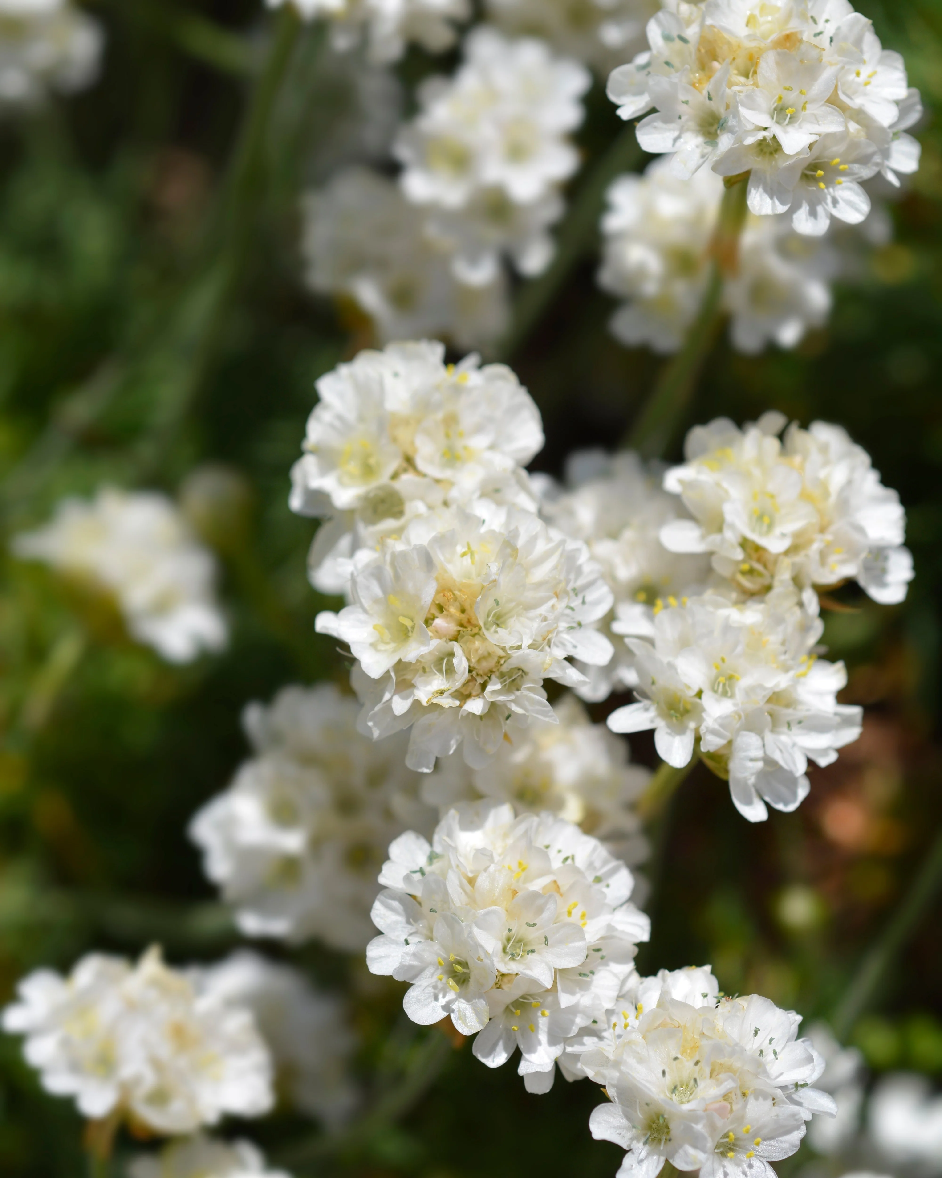 Armeria maritima 'Alba' - Image 8